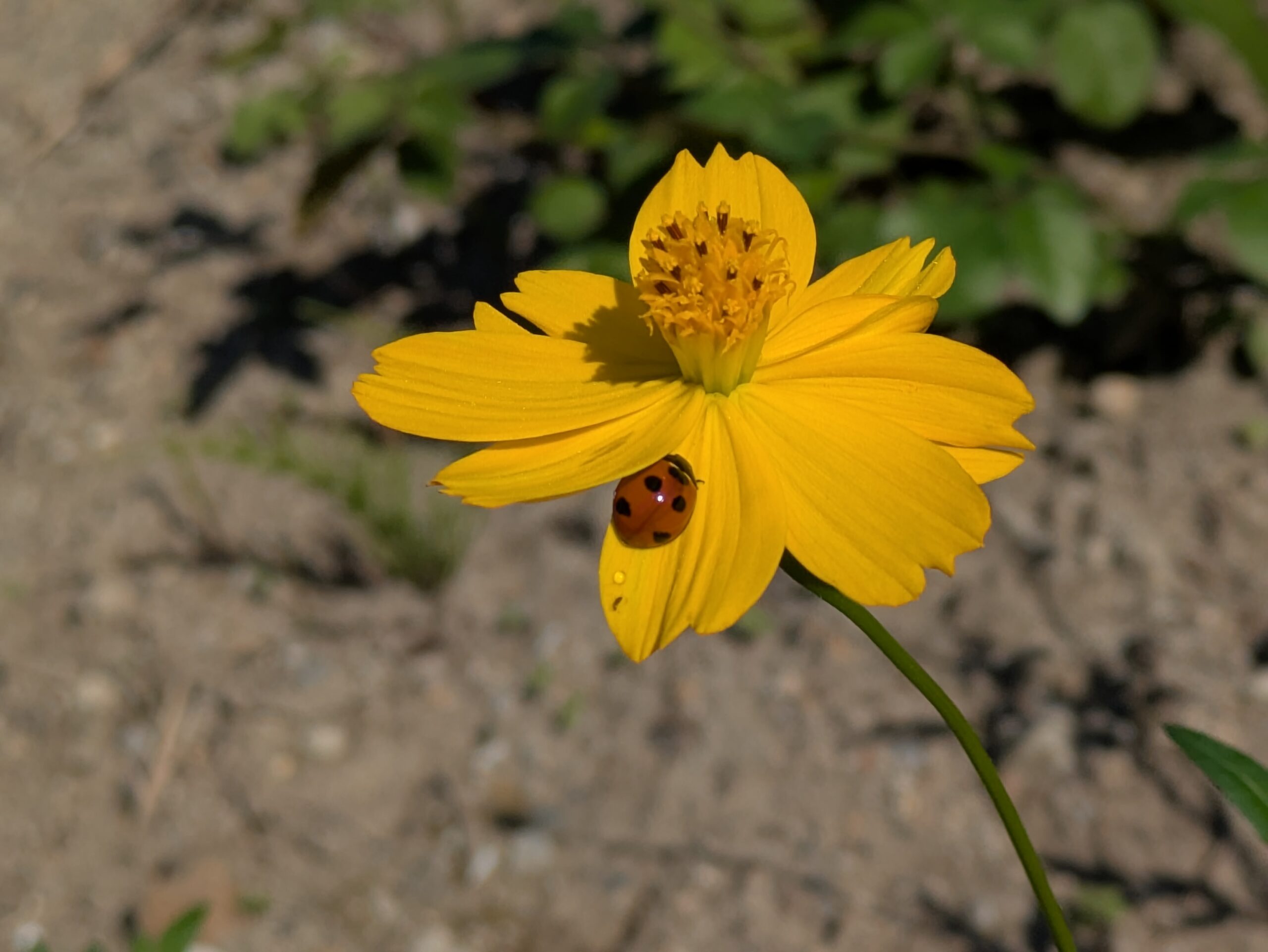 キバナコスモスの花にとまるテントウムシ