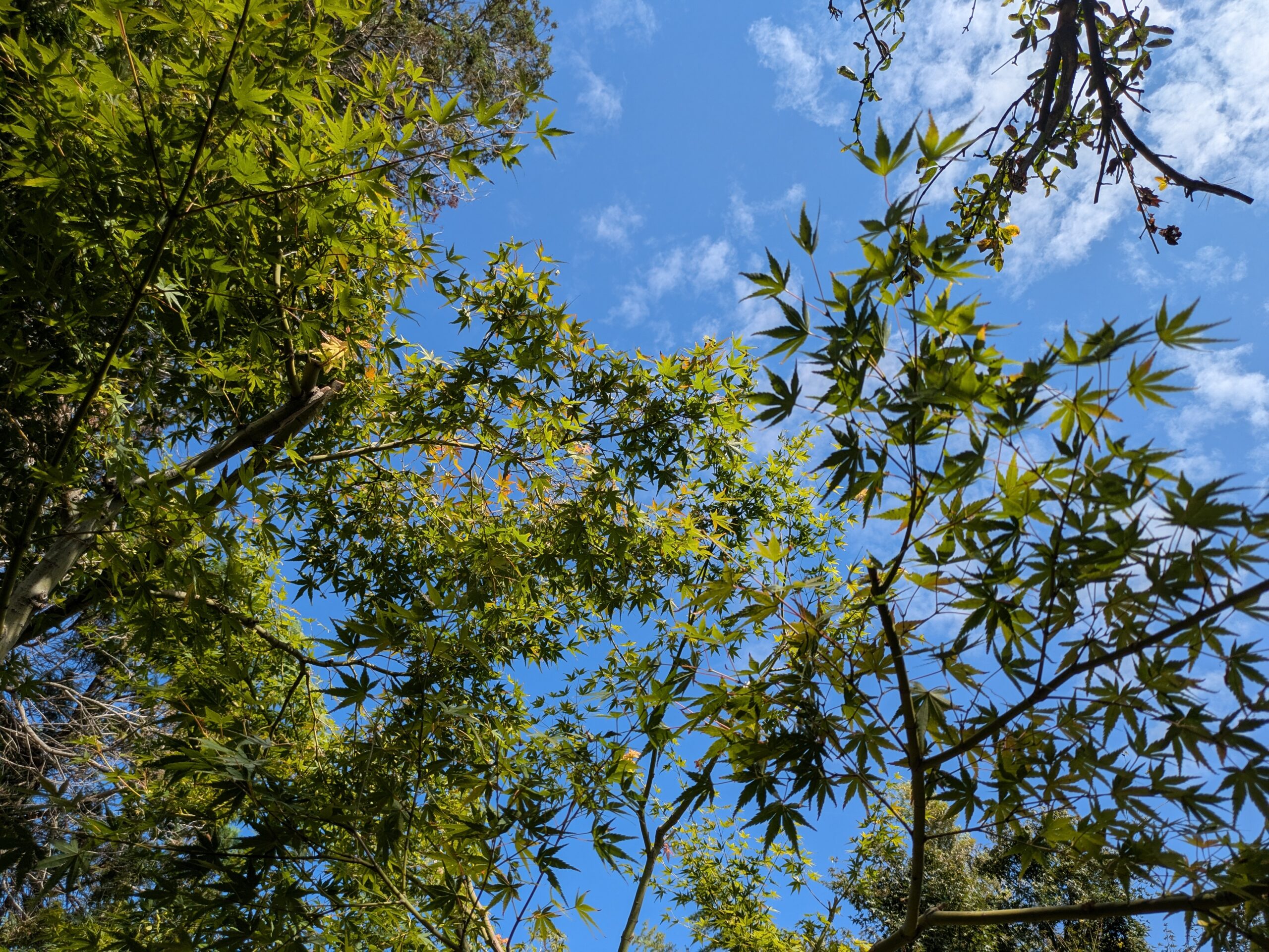 香林寺の庭から見上げたモミジと青空
