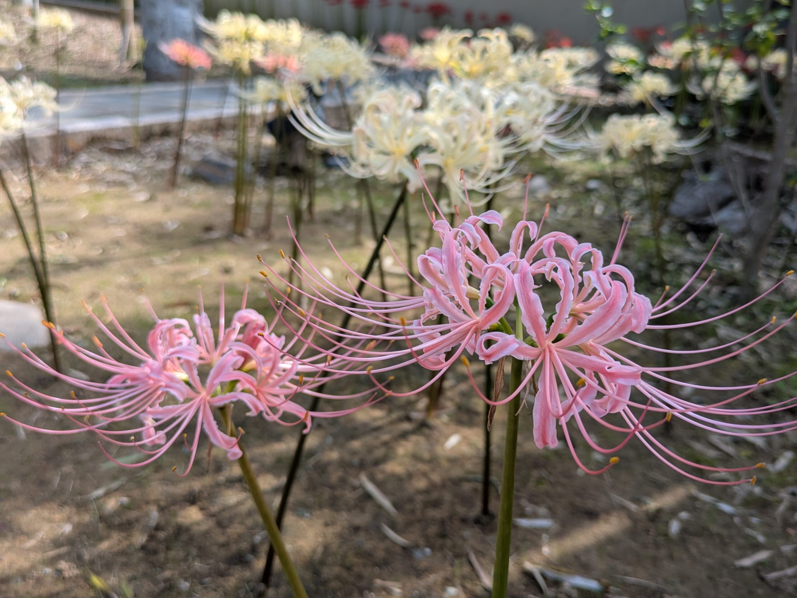 香林寺に咲いていた薄ピンク色の彼岸花