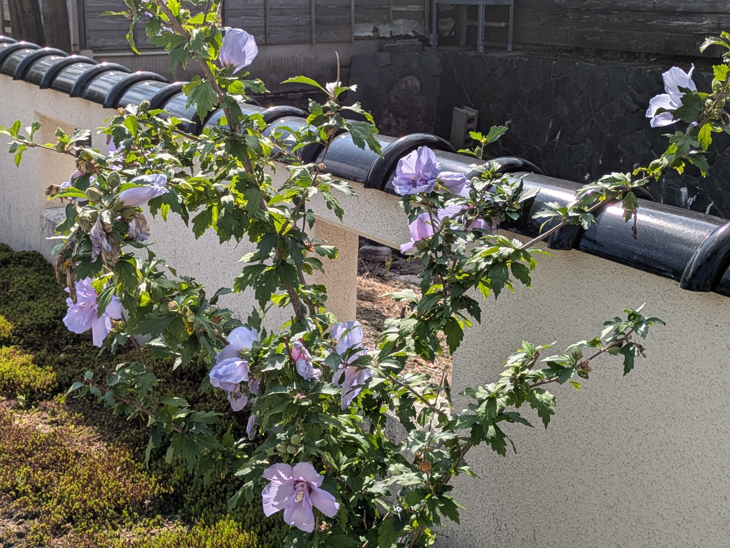 香林寺に咲いていた青紫色のムクゲ