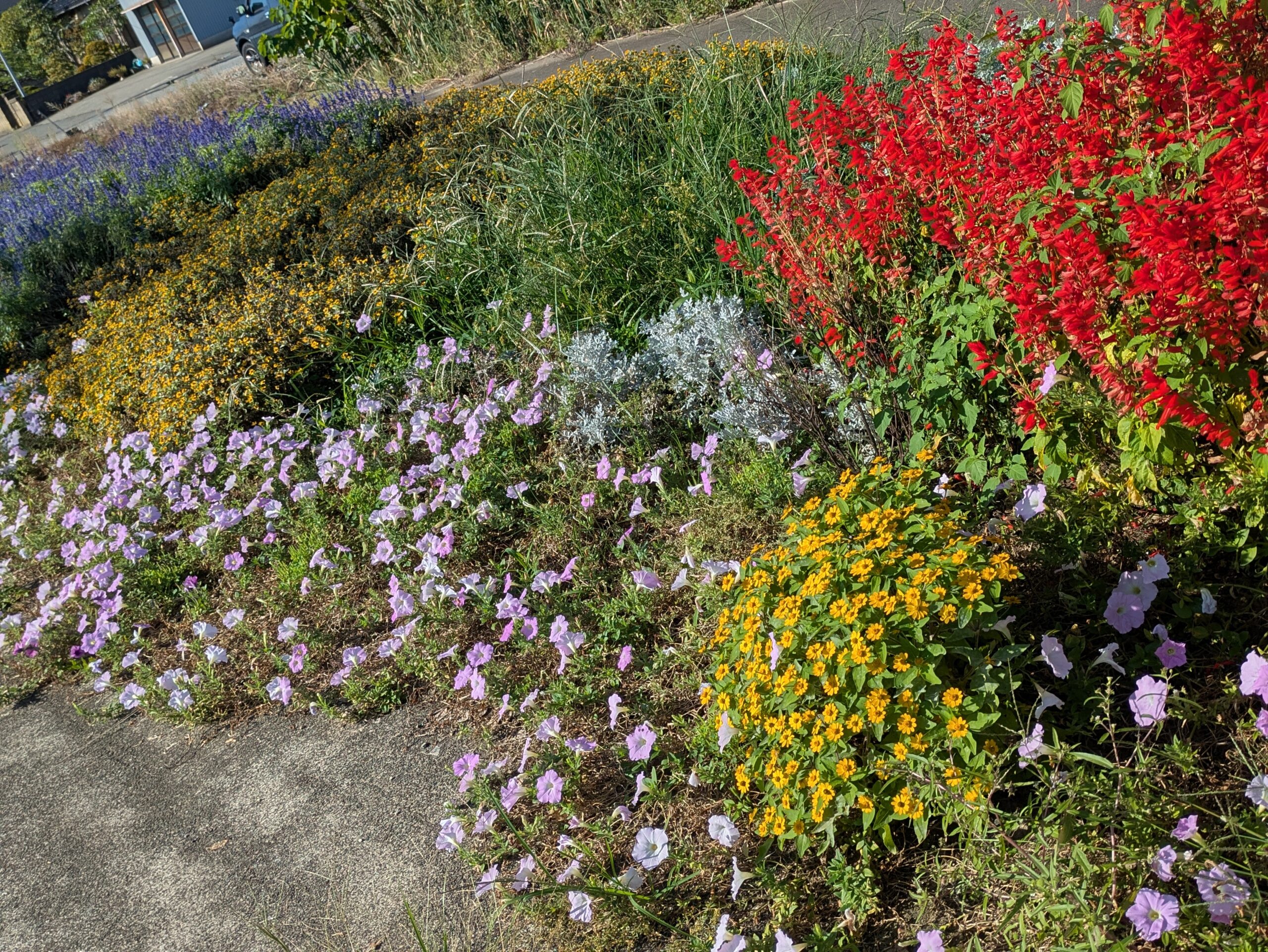 木越北交差点近くの花壇に咲く赤や紫などの色鮮やかな花