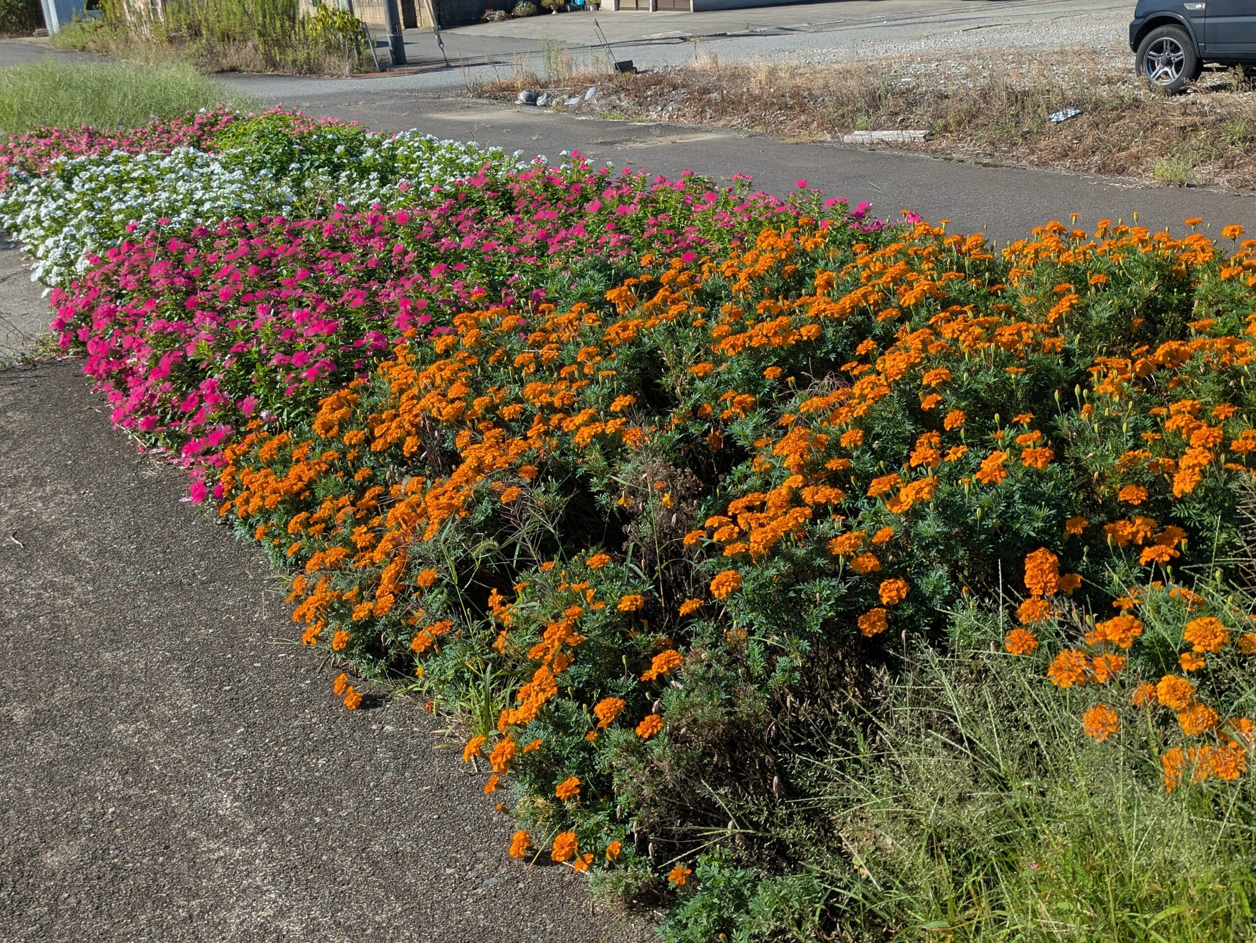 木越北交差点近くの歩道沿いにあるカラフルな花壇