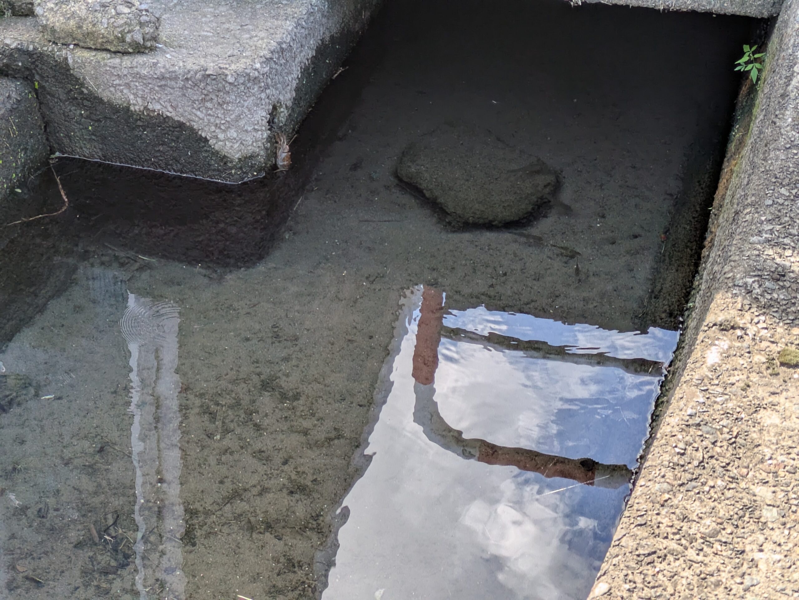 野蚊神社前を流れる透明度の高い用水