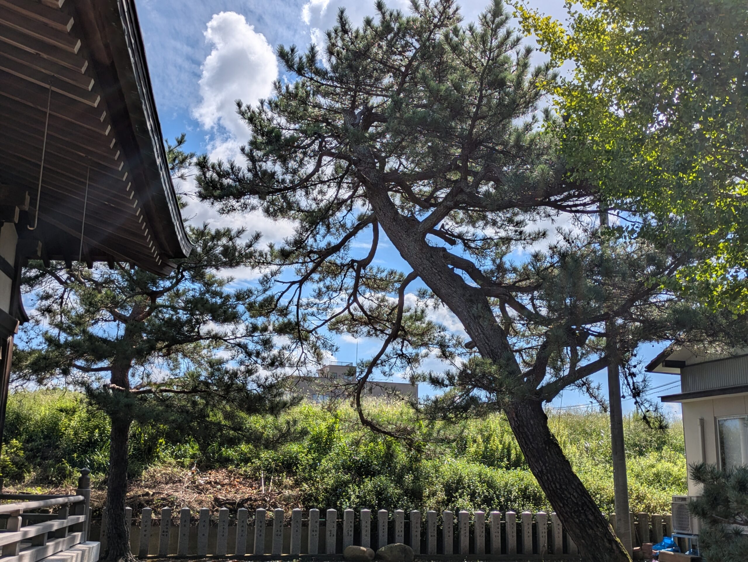 野蚊神社の境内にある大きな松