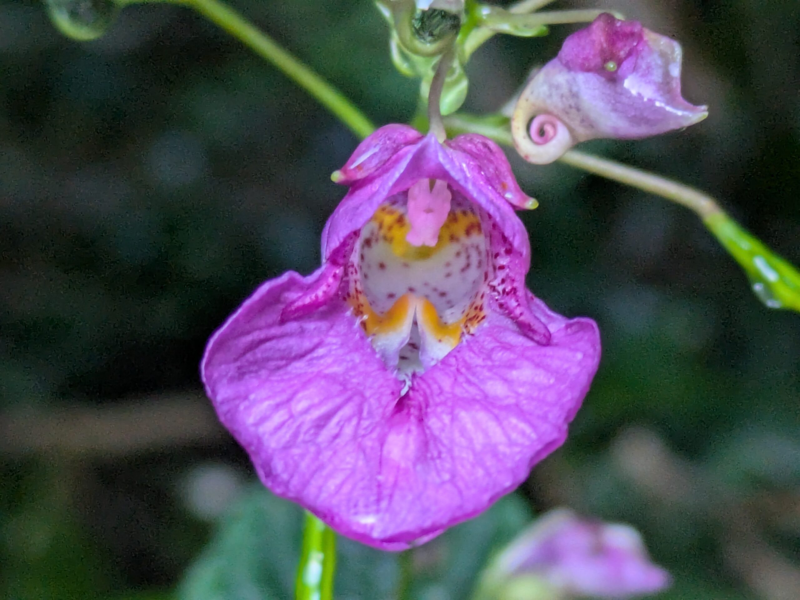 ツリフネソウの紫色の花を正面から見た様子