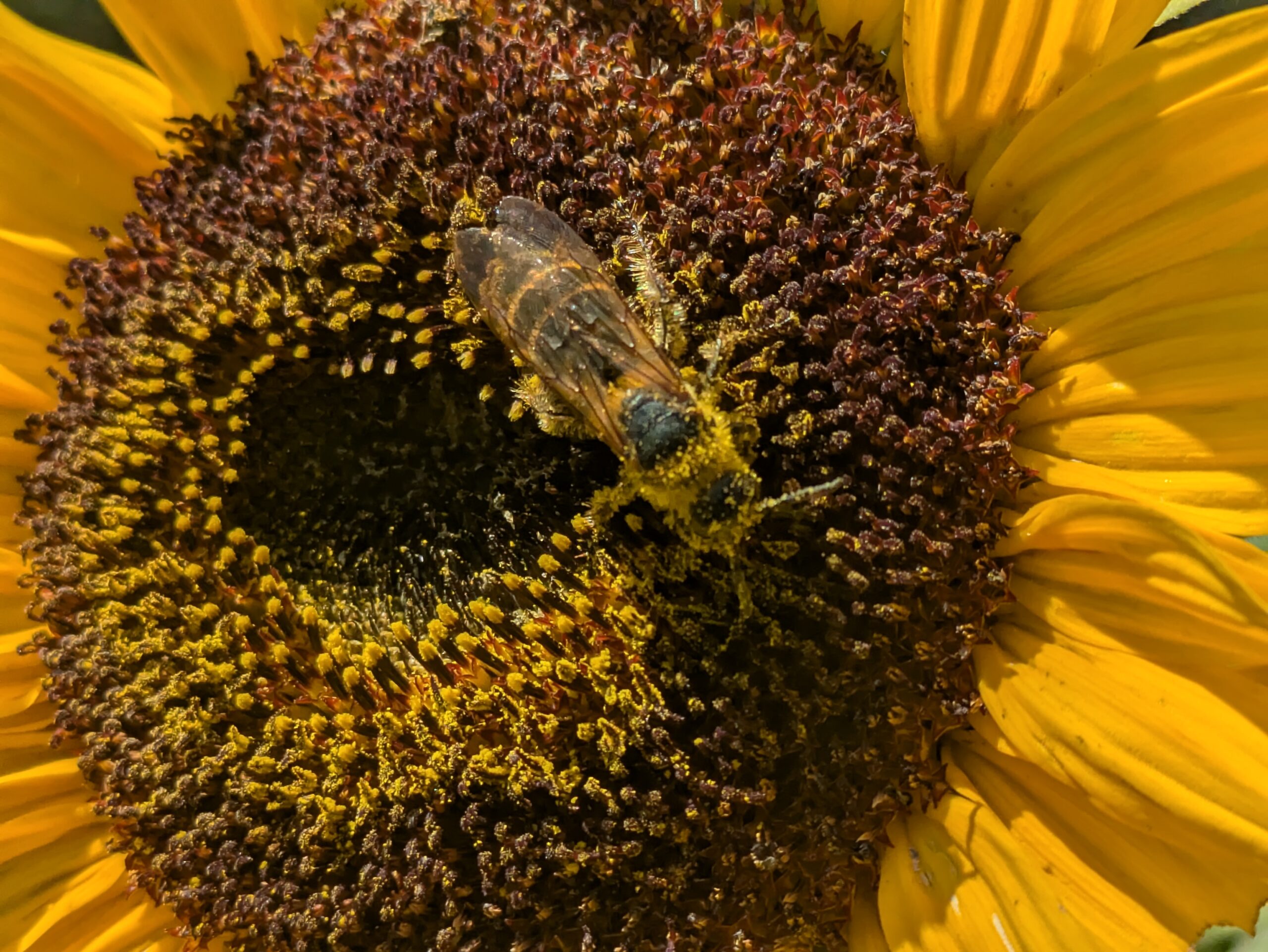 ヒマワリの花粉を食べるツチバチの仲間