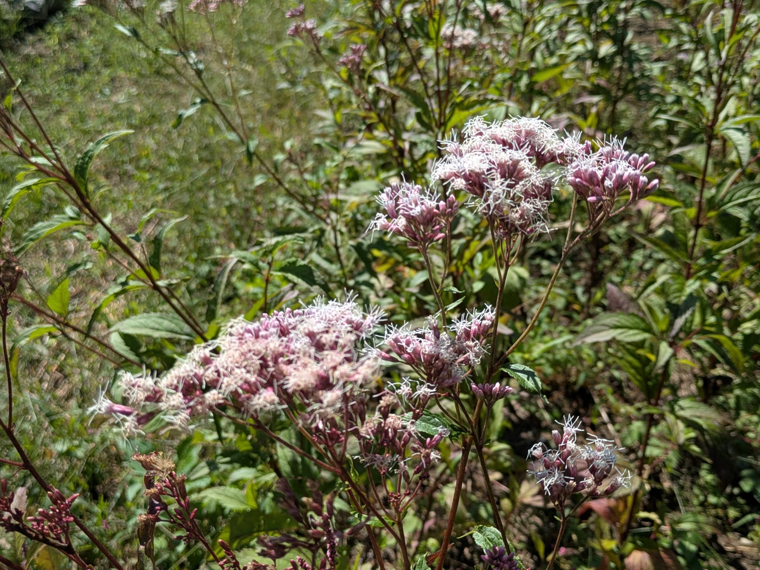 フジバカマの淡いピンク色の花