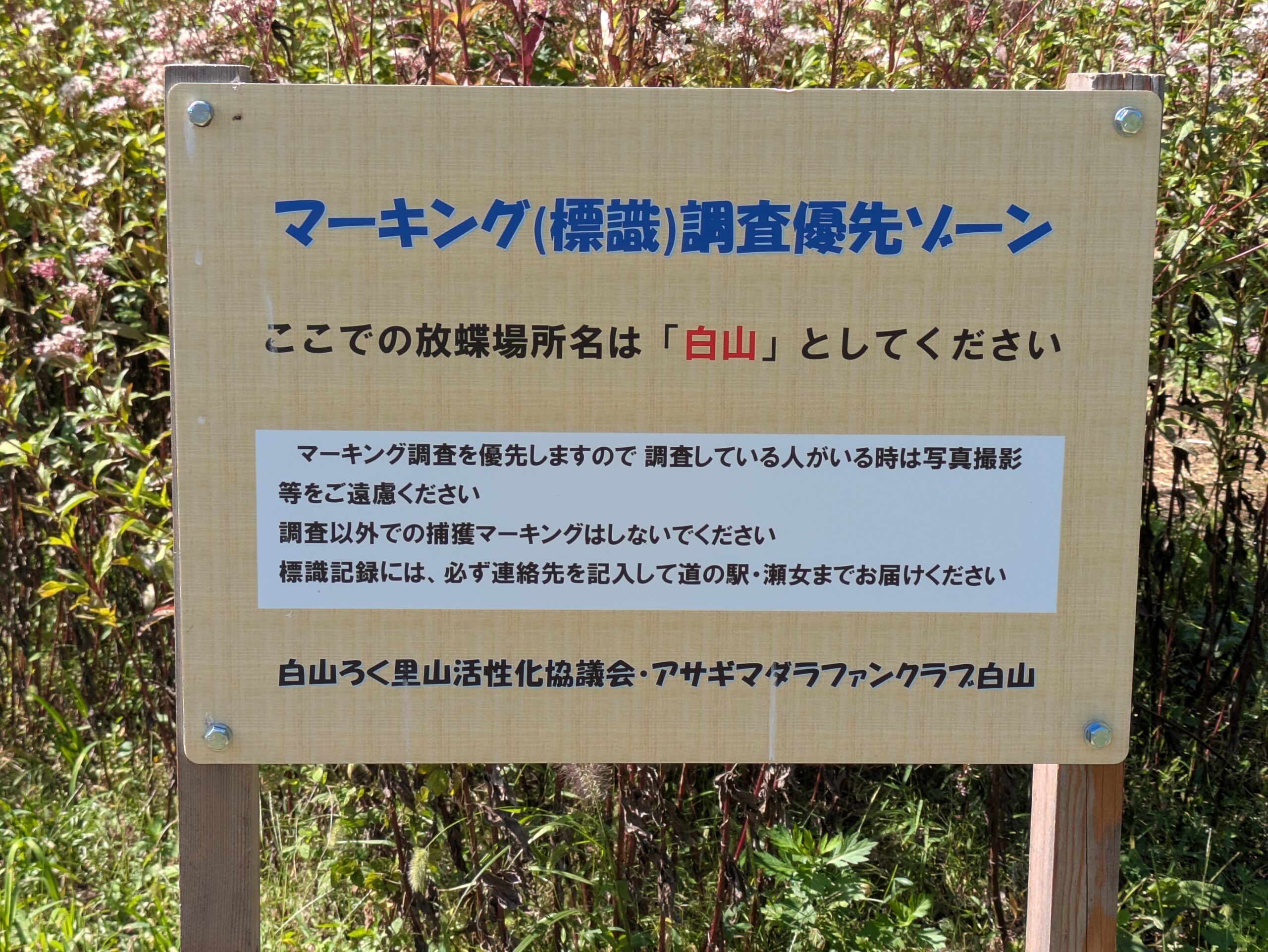 フジバカマで吸蜜するアサギマダラの翅の模様