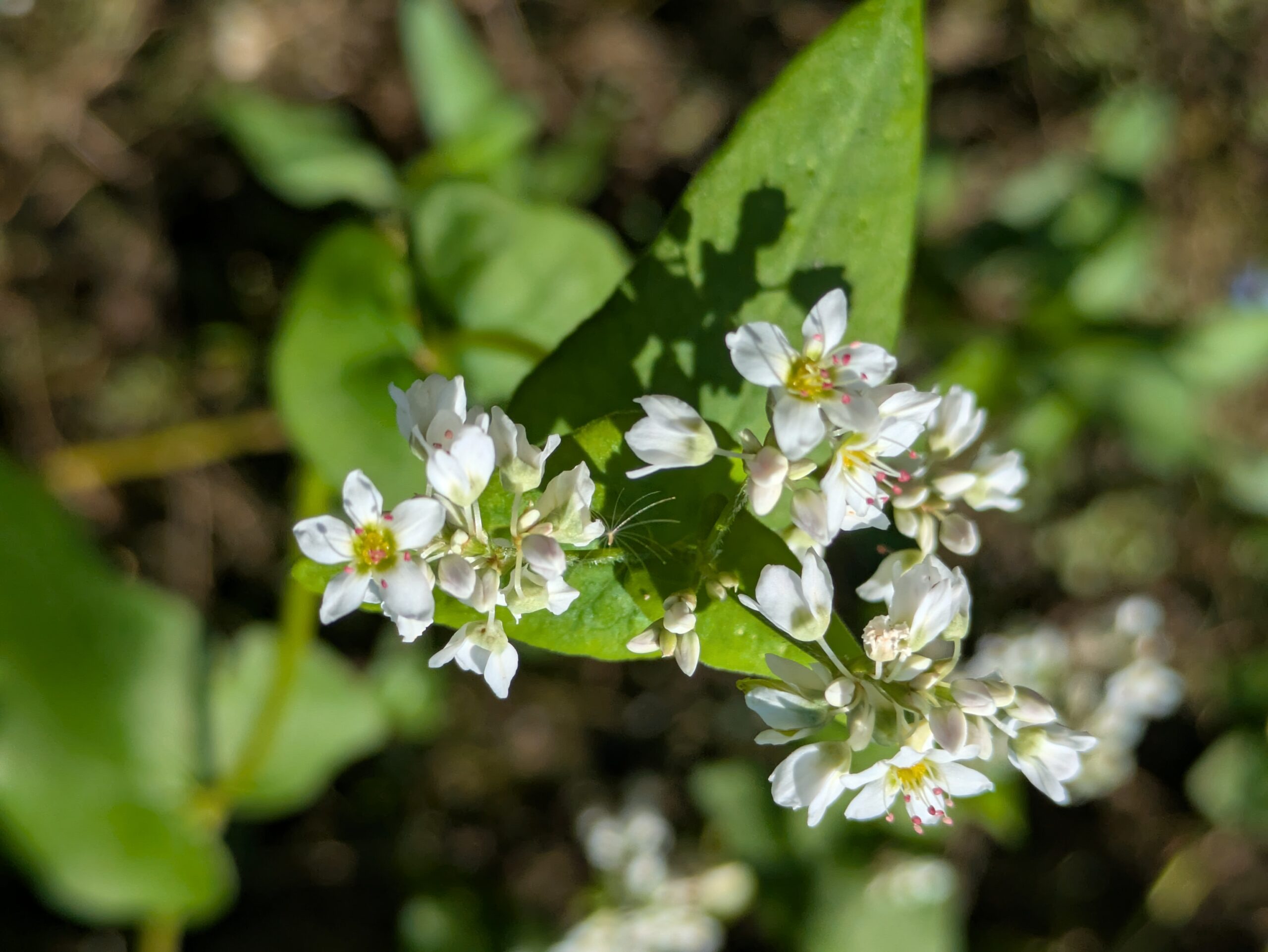 ソバ畑で咲いていた白いソバの花