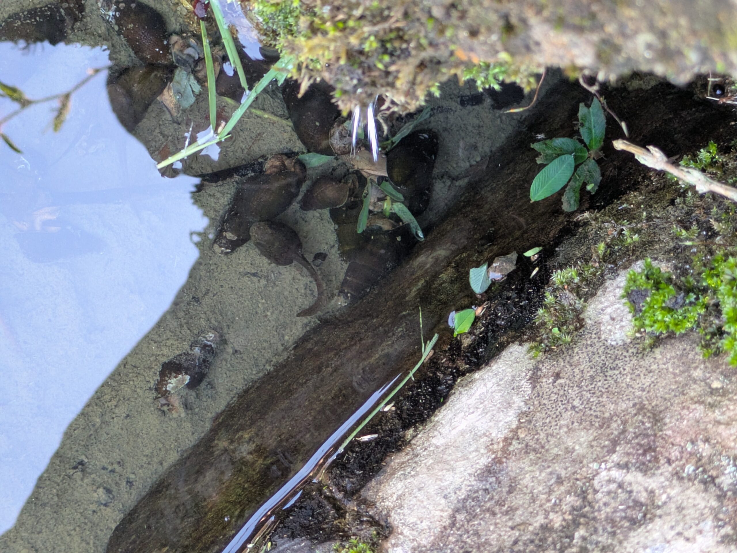 吉岡園地の修景池にいたオタマジャクシとカワニナ