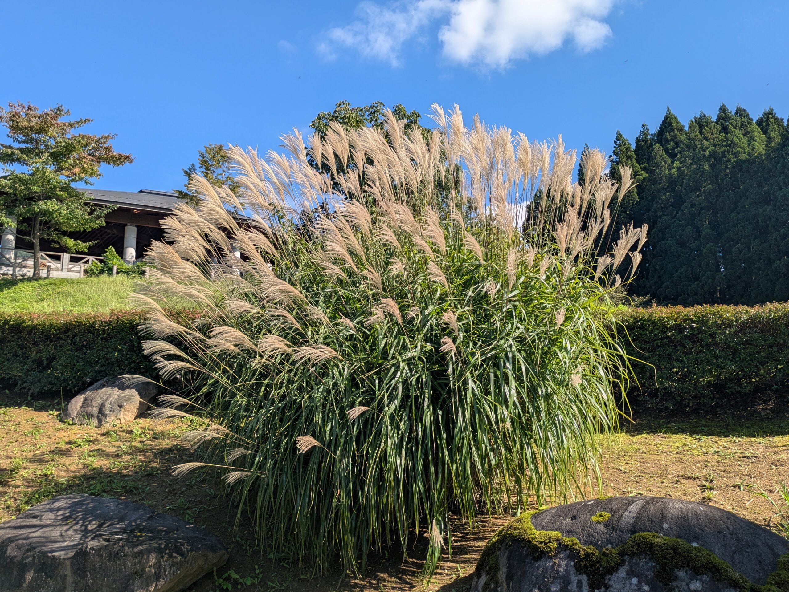 園内に大きく茂ったススキの株