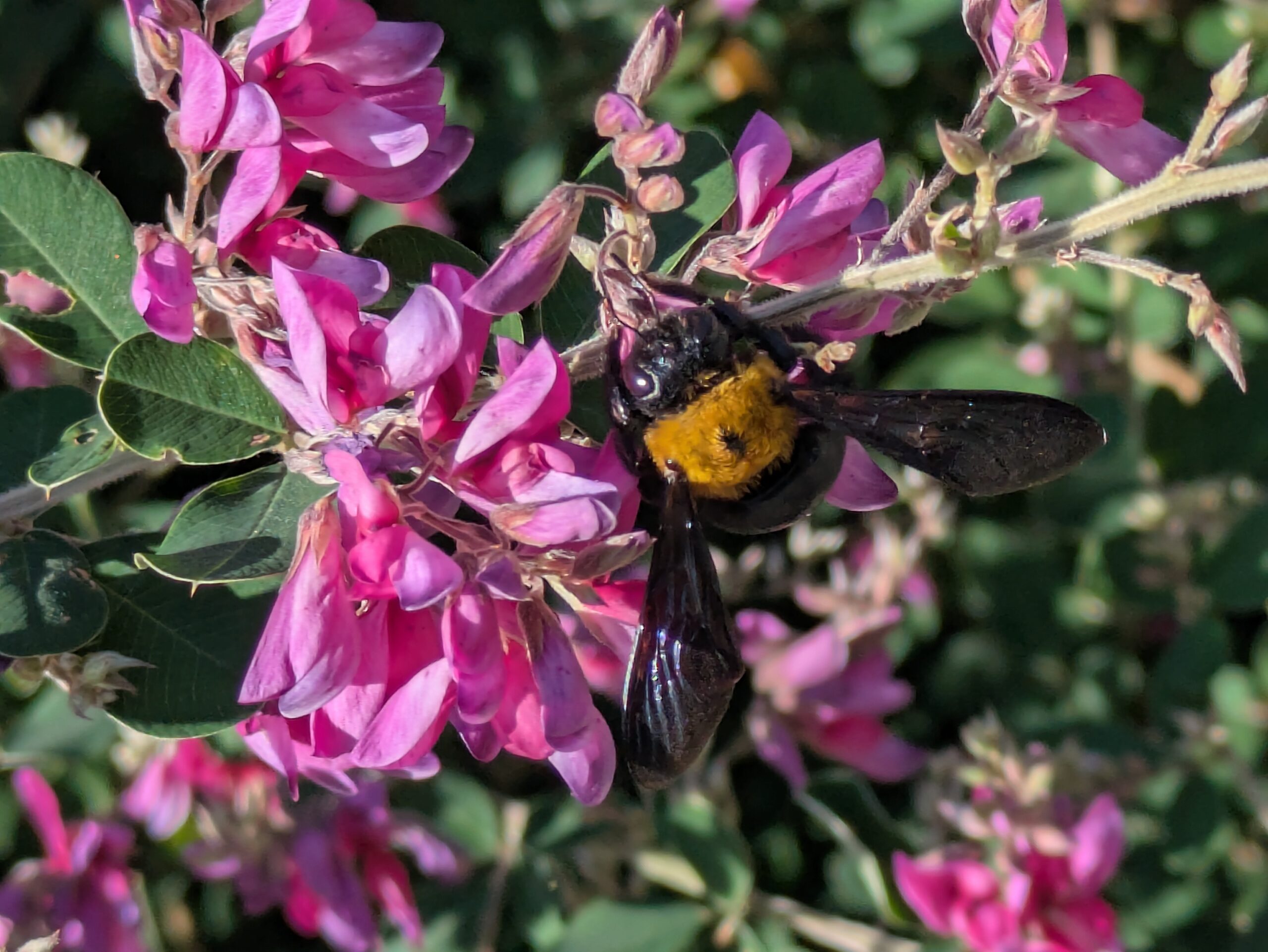ハギの花に訪れて蜜を吸うクマバチ