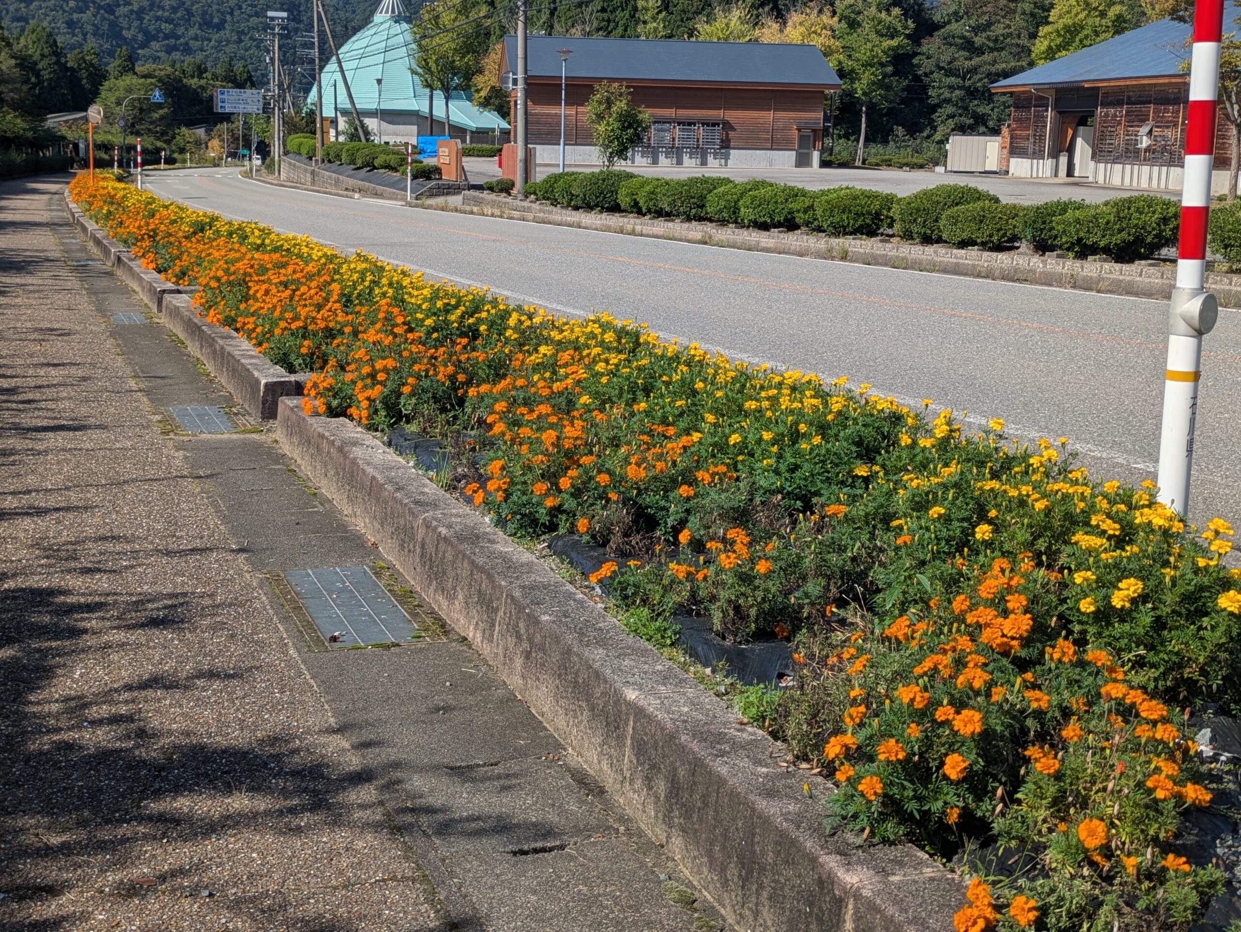 園地前の道路沿いに長く続くオレンジ色と黄色のマリーゴールドの花壇