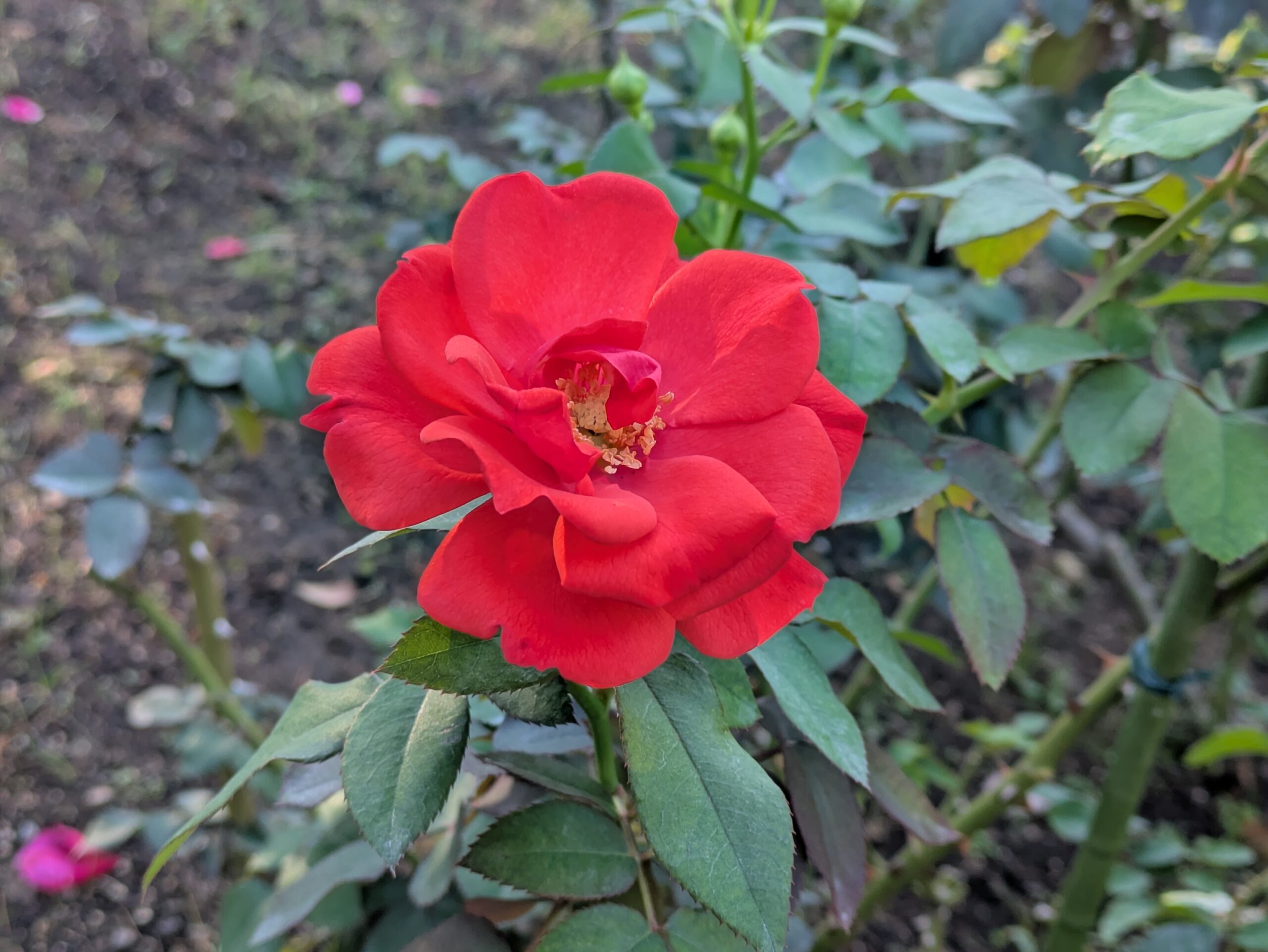 赤いバラの一つ、花房