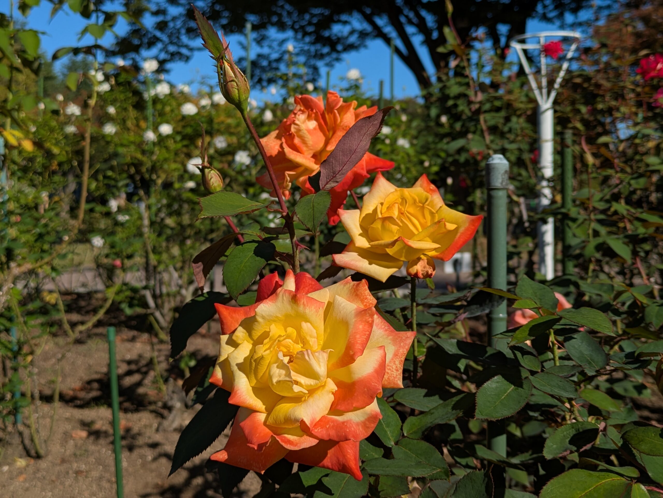 黄色とオレンジ色の花を咲かせるバラ 高雄