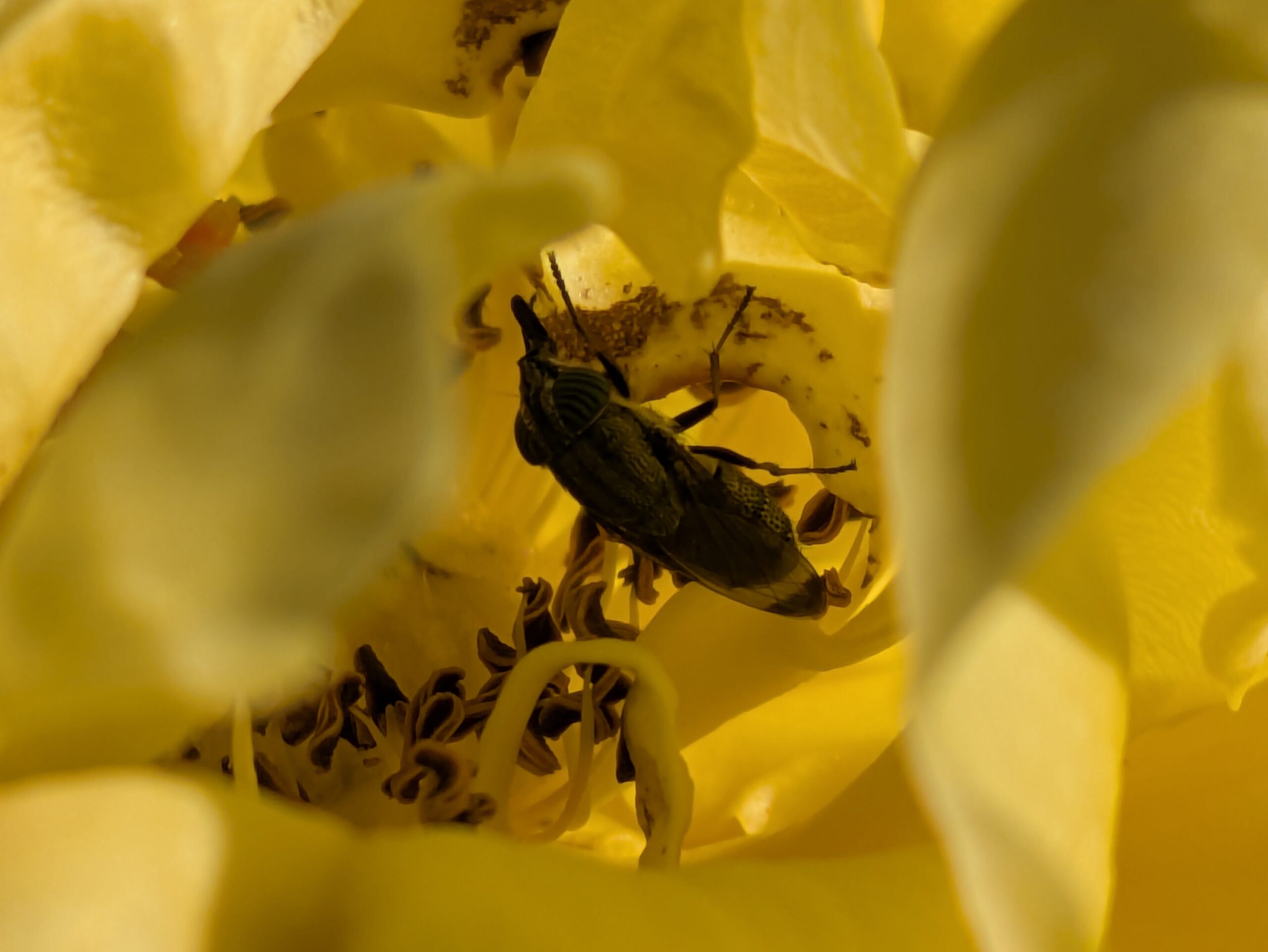 黄色いバラの花の中で花粉を食べるハエ