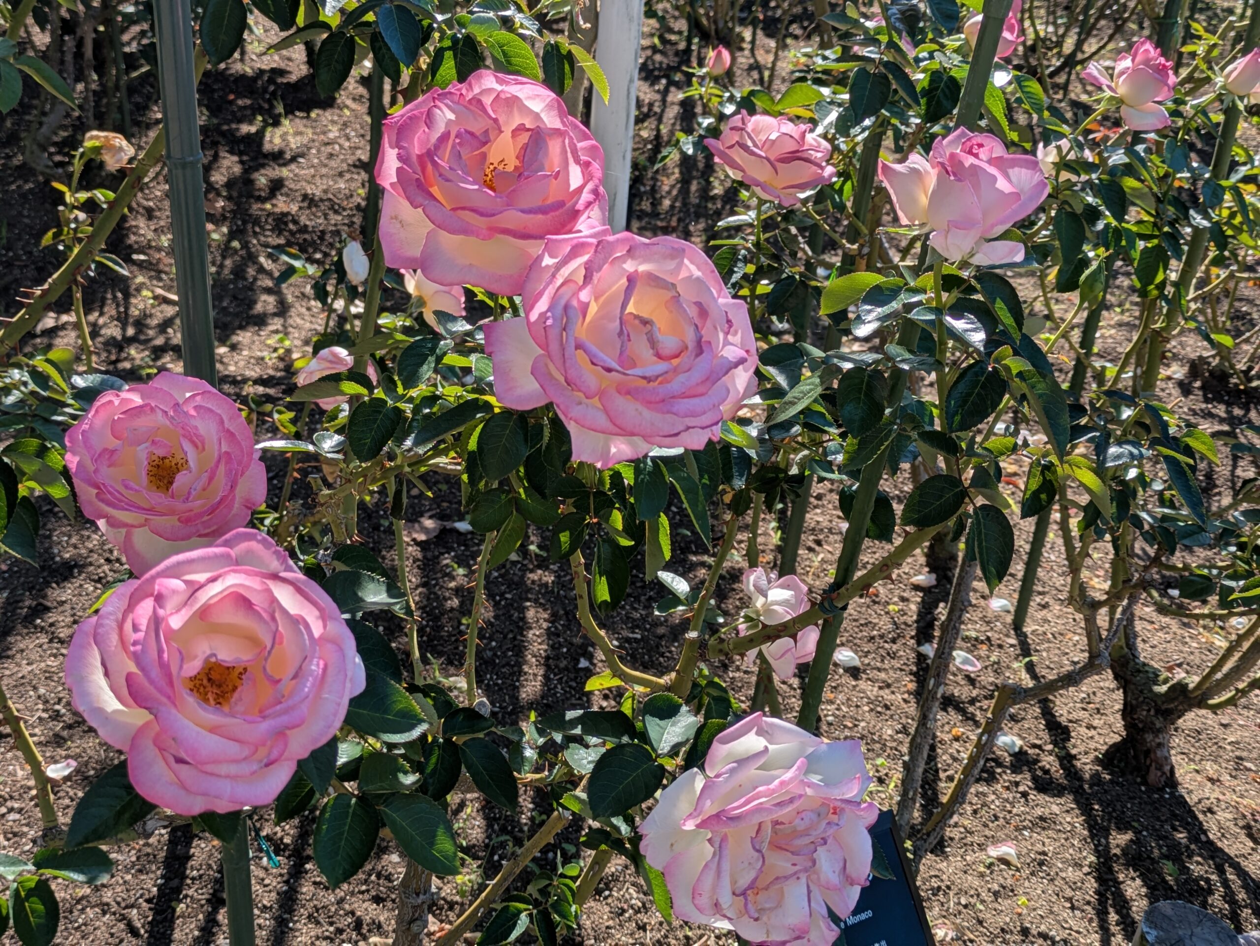 複数の花を咲かせるプリンセス・ドゥ・モナコ