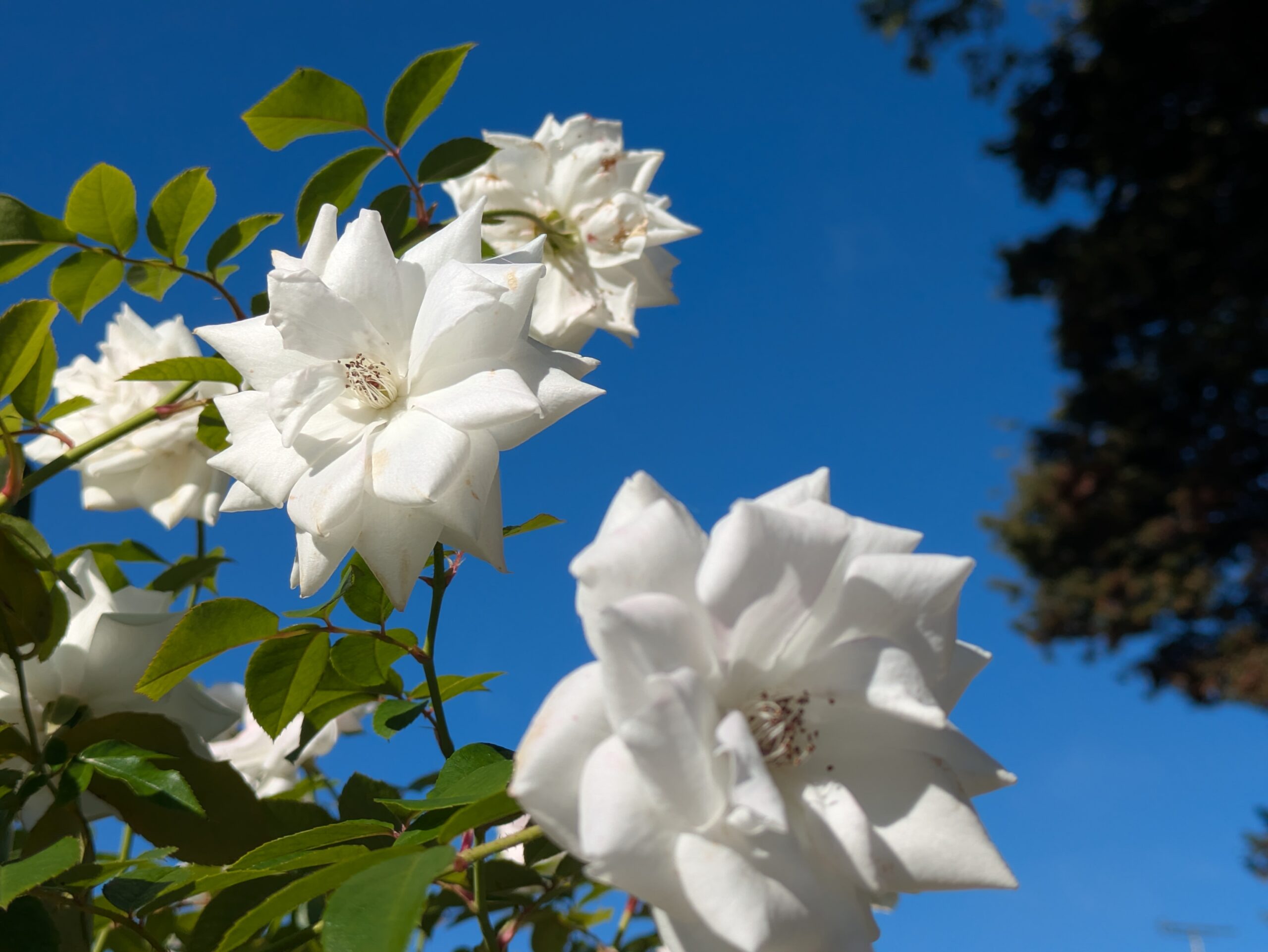 青空を背景に咲く白いシュネービッチェンの花