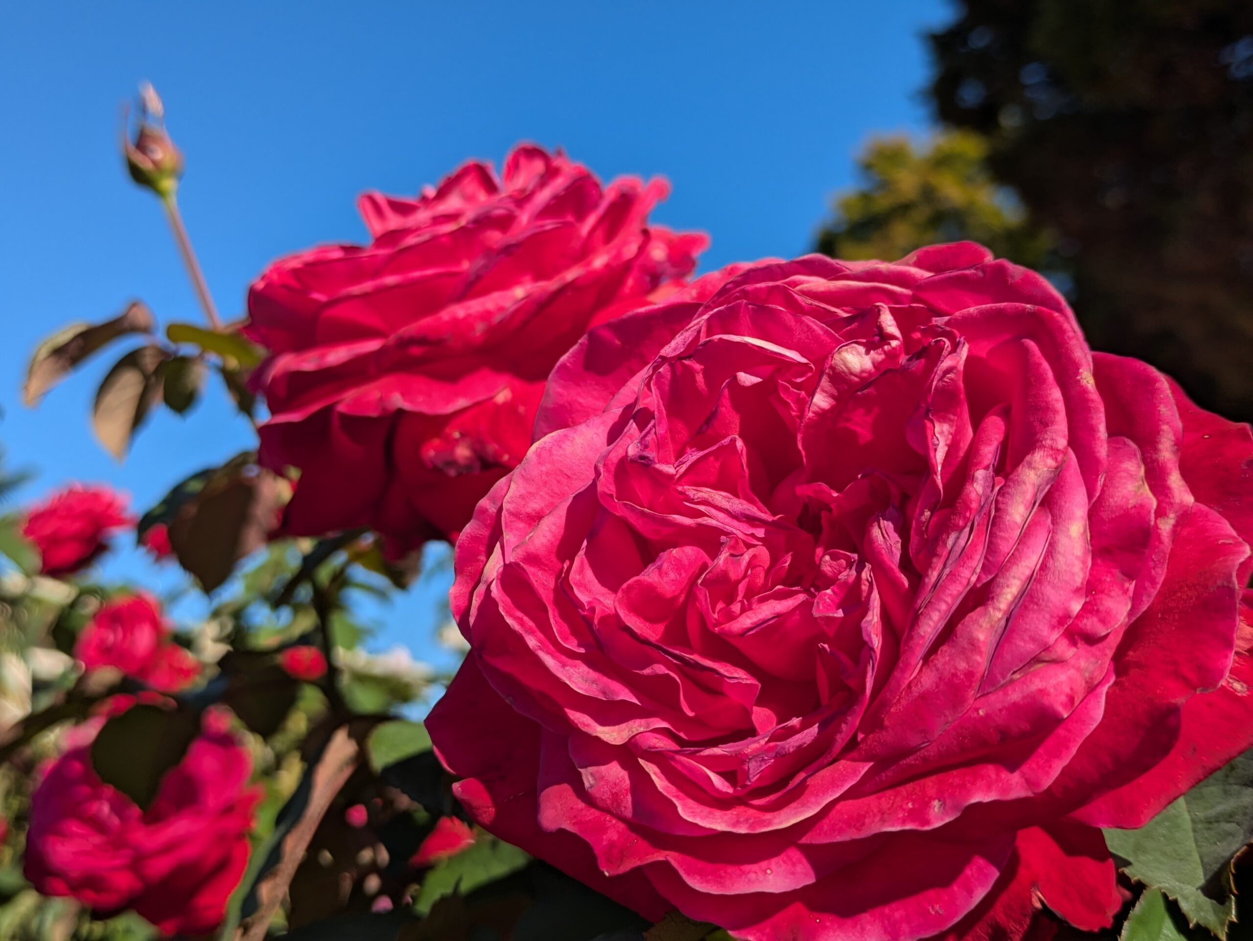 大輪の赤いバラの花