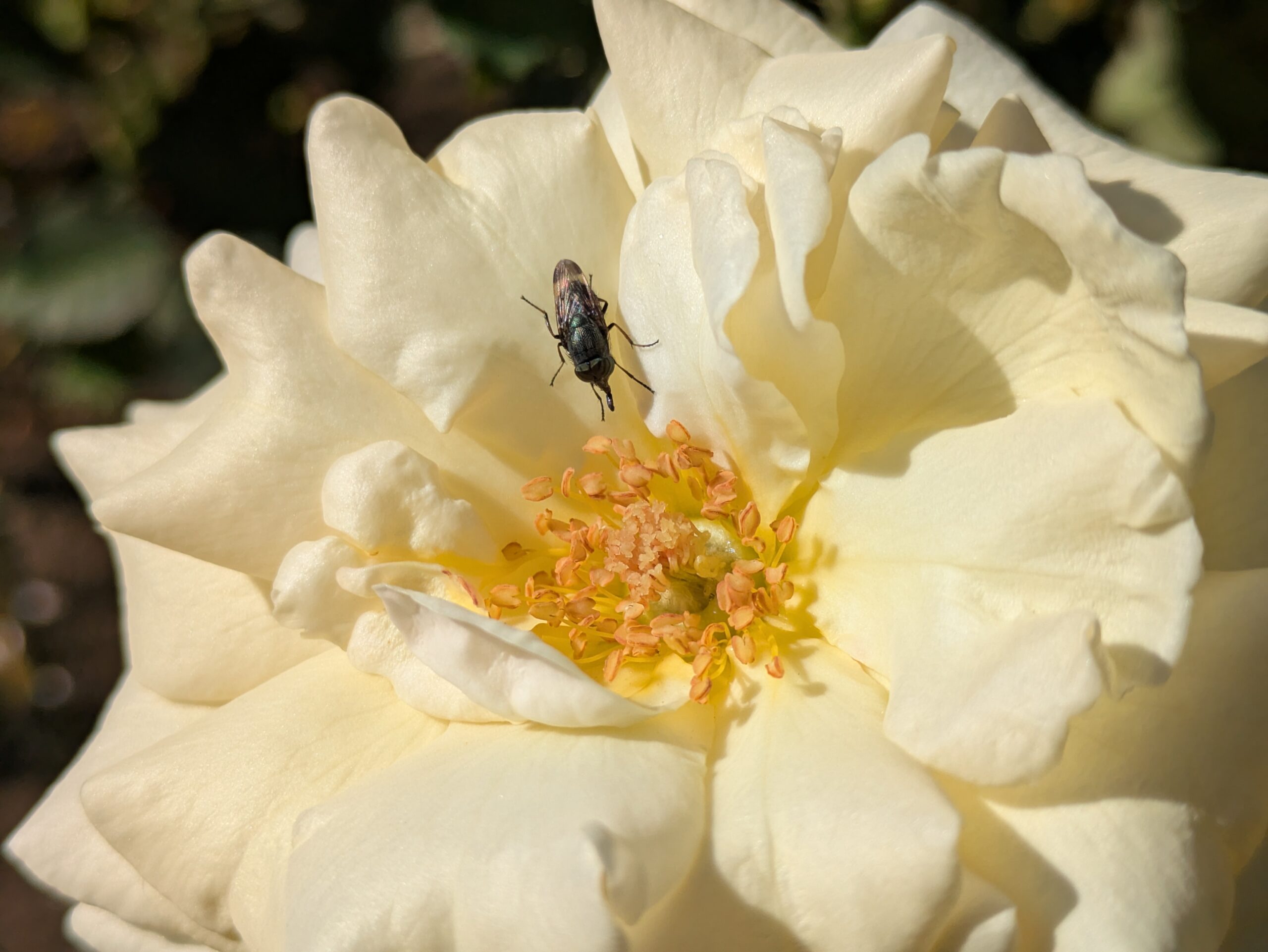 白いバラの花にとまるツマグロキンバエ