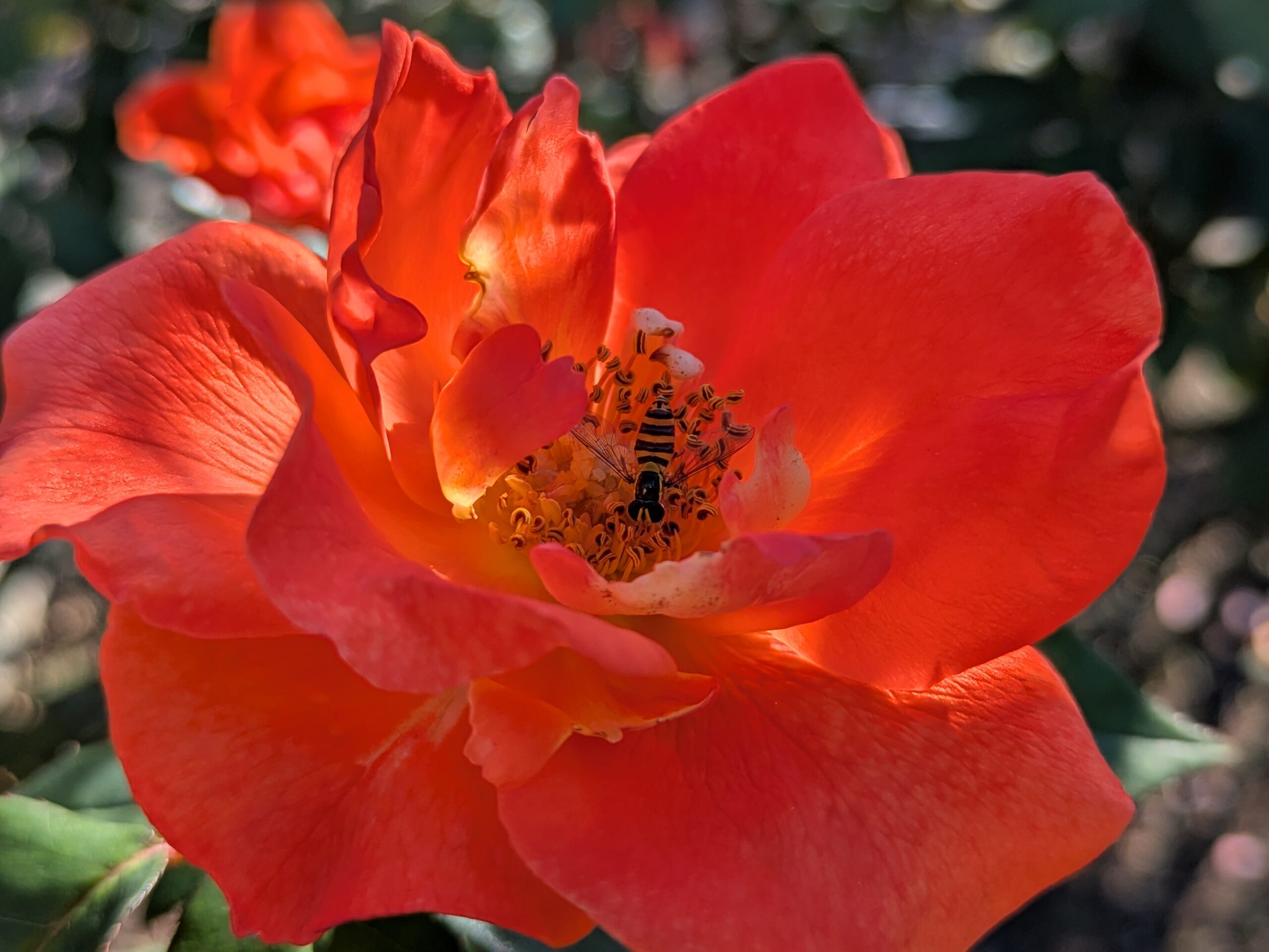 オレンジ色のバラの中心で蜜や花粉を探すハナアブの仲間
