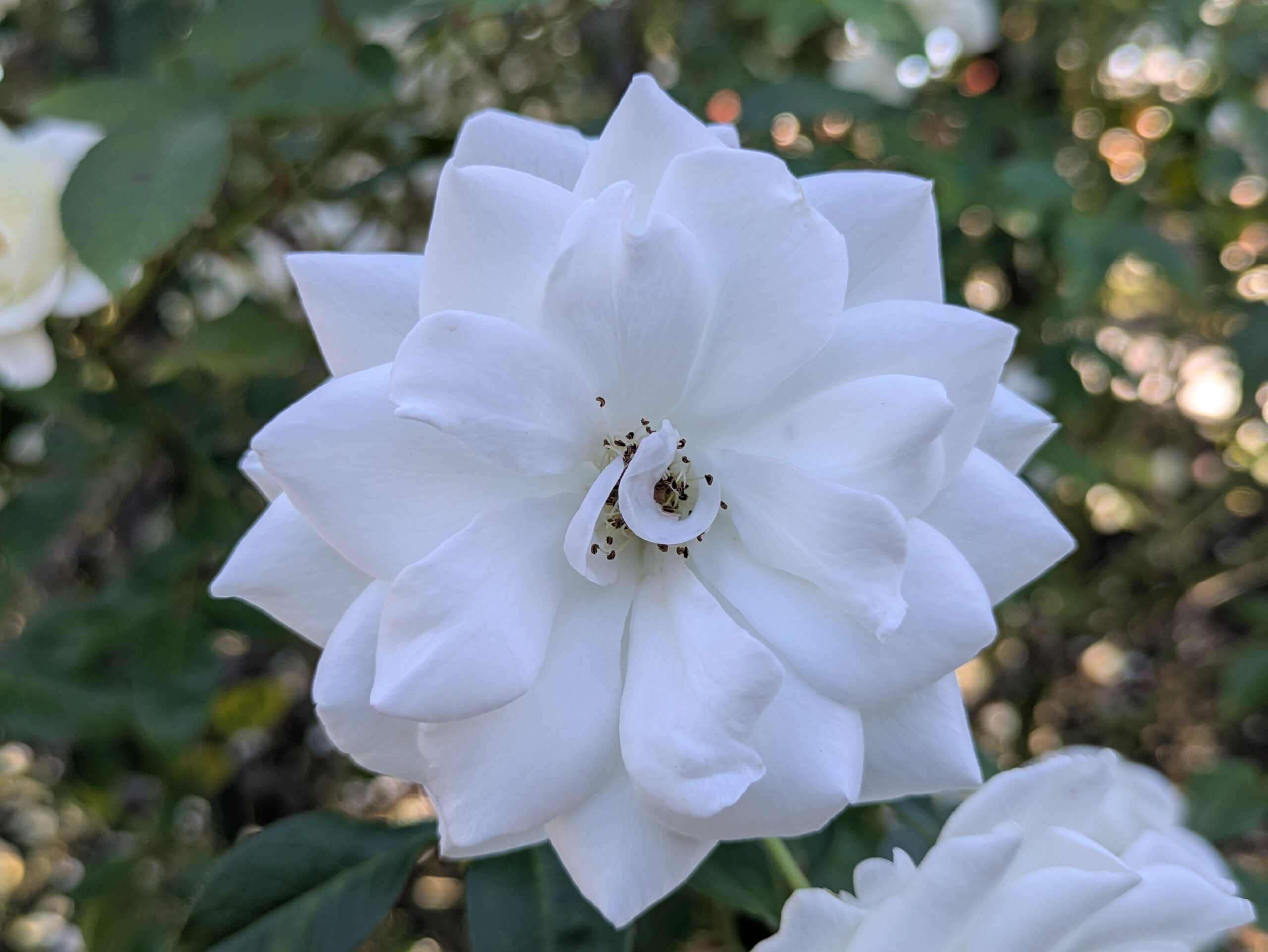 綺麗に花弁を開かせたシュネービッチェンの花