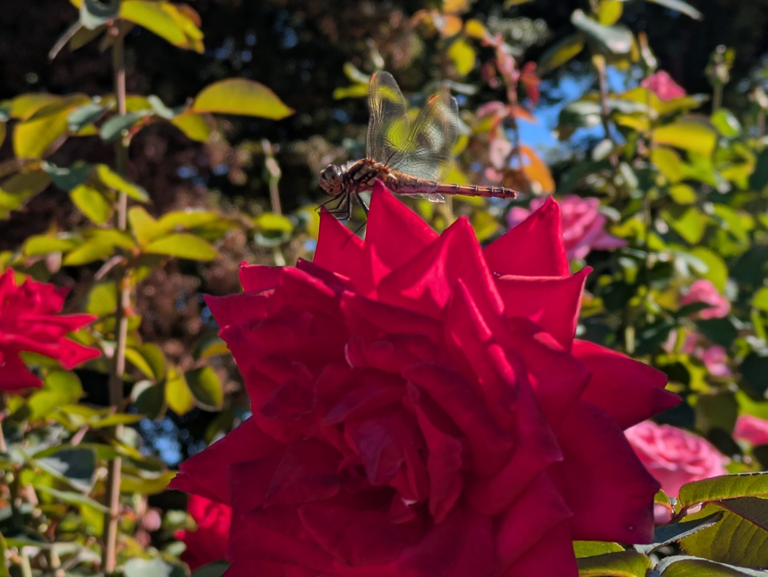 赤いバラの花の上にとまるアキアカネ