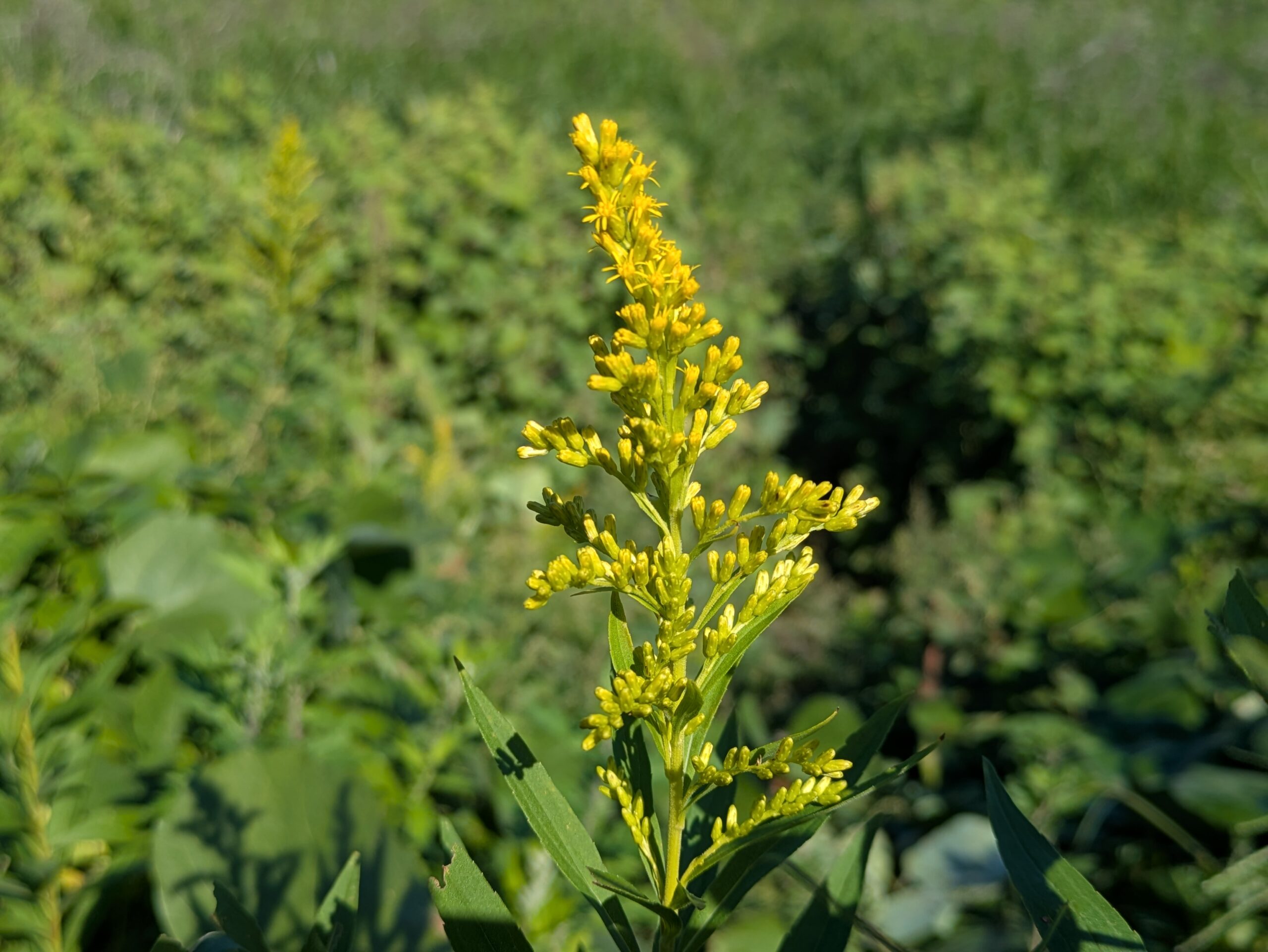 黄色い小さな花を多数つけたセイタカアワダチソウの花穂