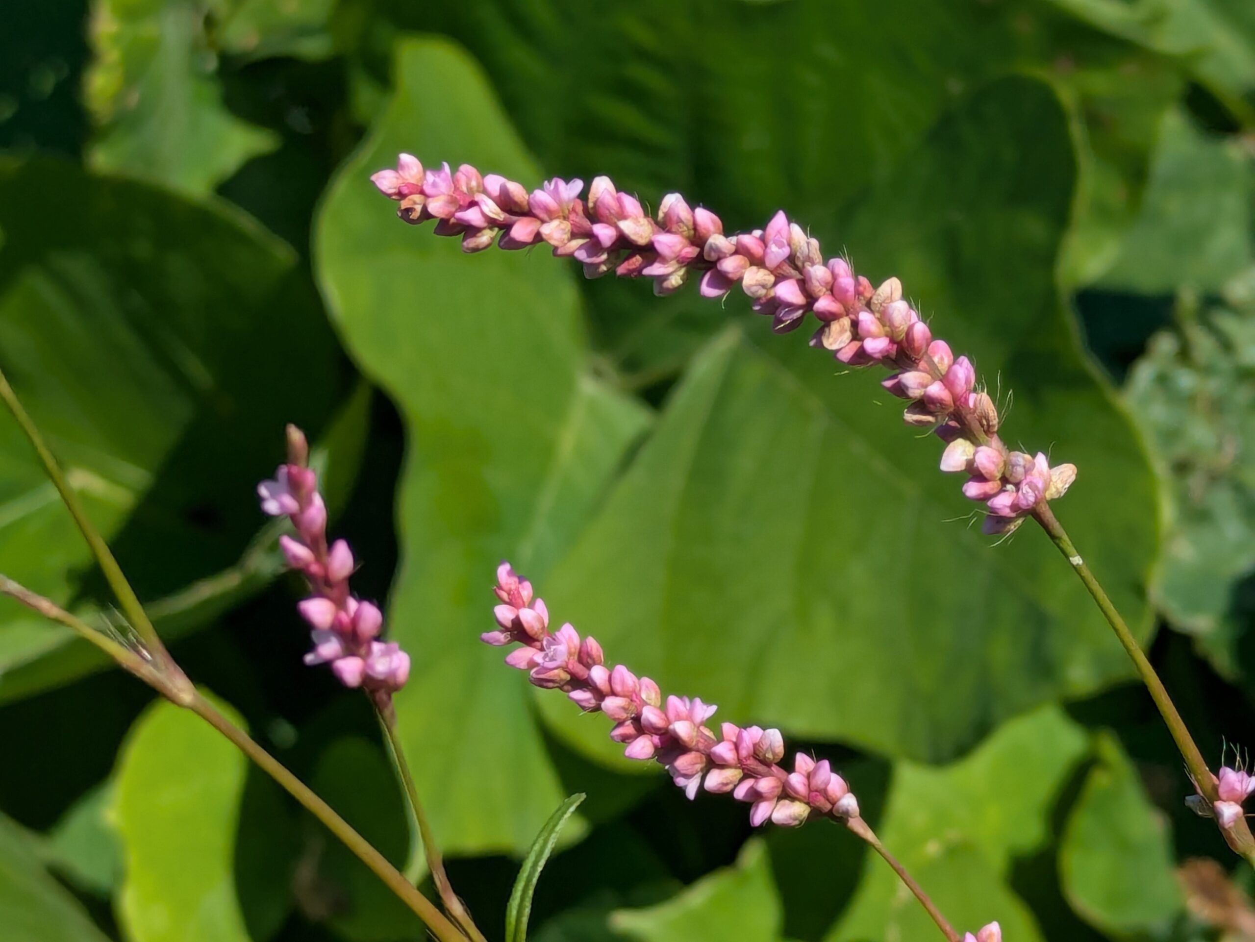 犀川沿いに咲いていたピンク色のイヌタデの花穂