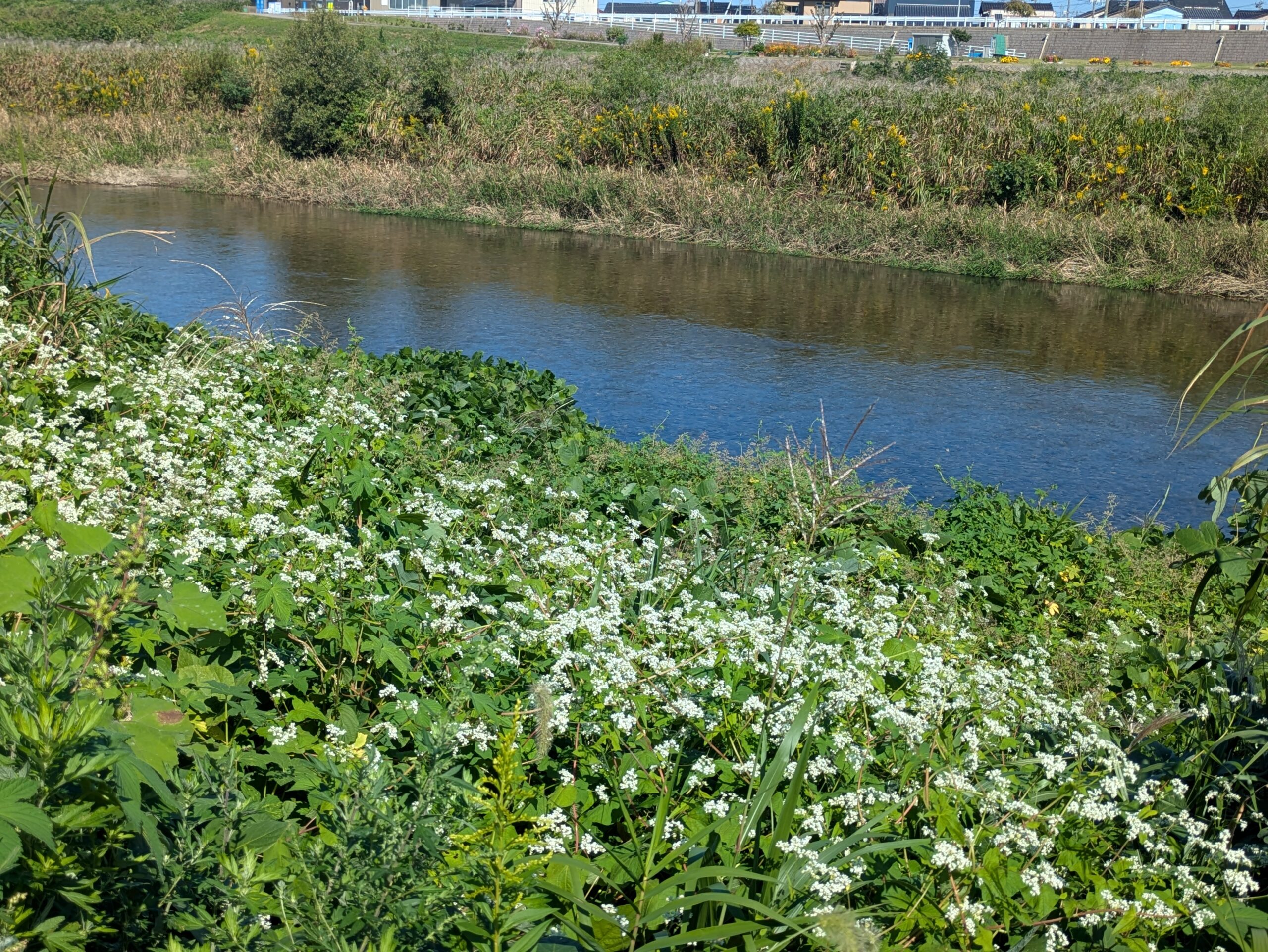 犀川の土手脇で白い花を咲かせるシャクチリソバの群落