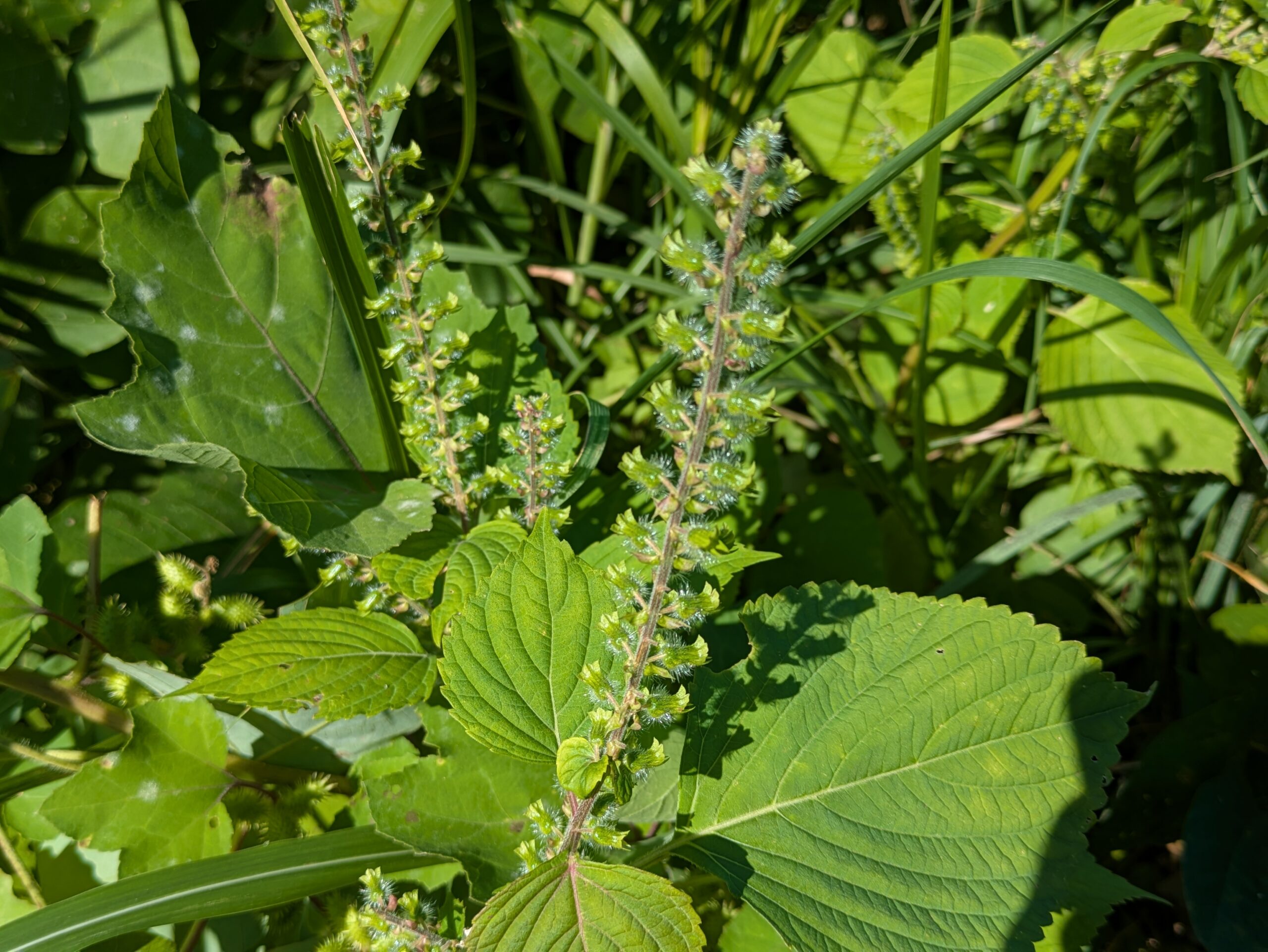 犀川沿いの藪道で花穂をつけていたエゴマ