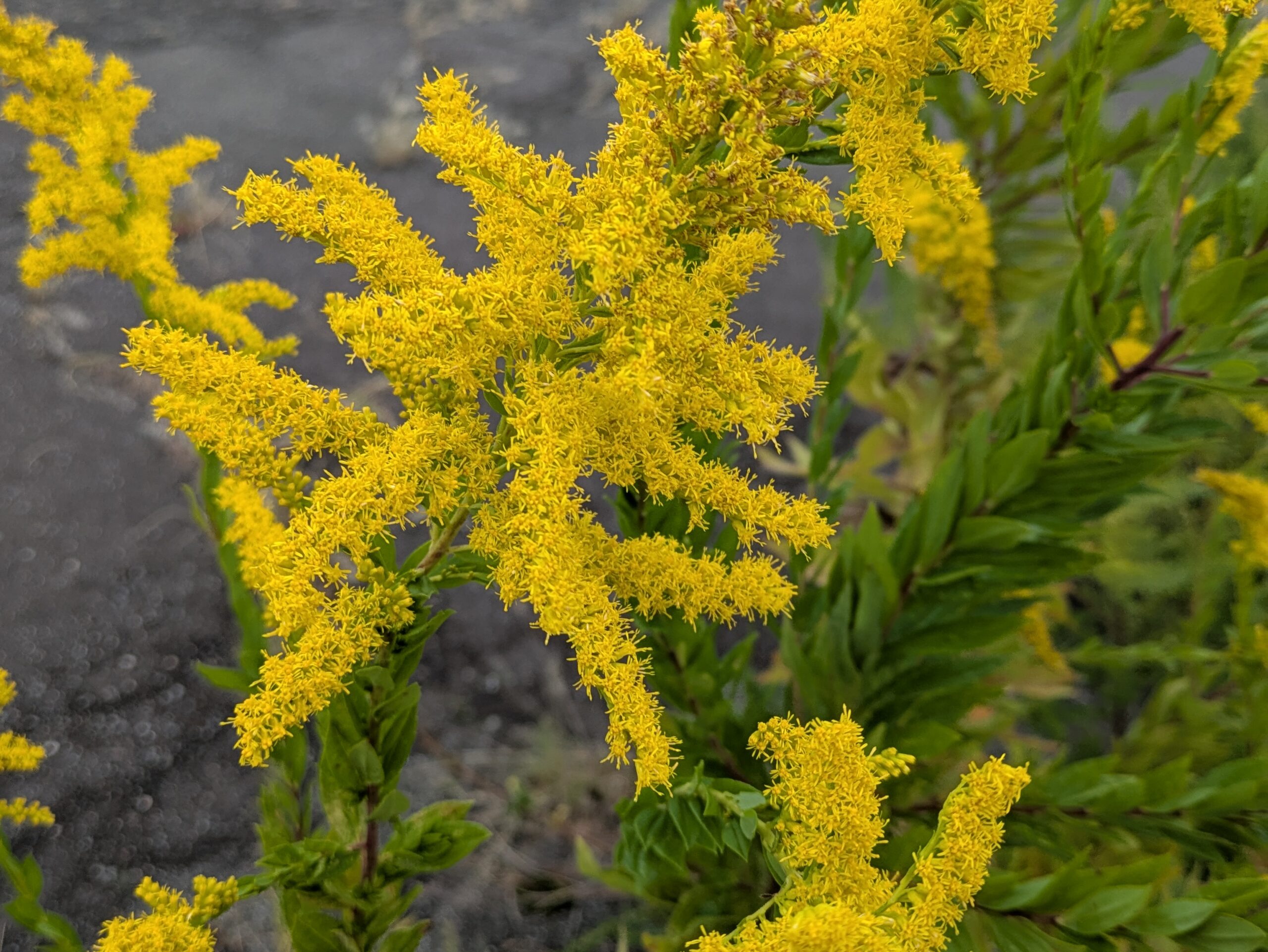 セイタカアワダチソウの黄色い小さな花が密集した花穂