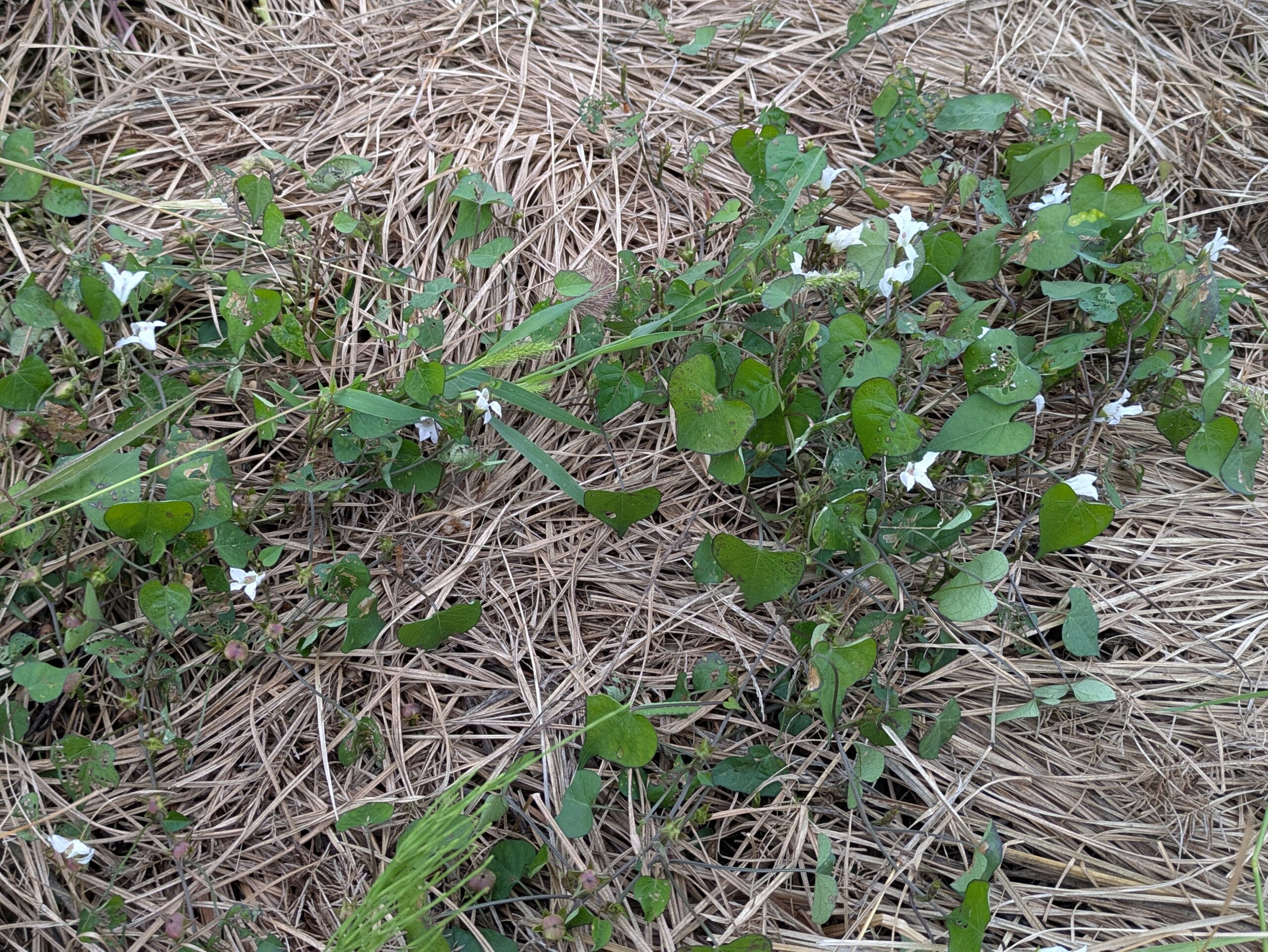 稲刈り後の田んぼ周辺に咲く白いマメアサガオの花