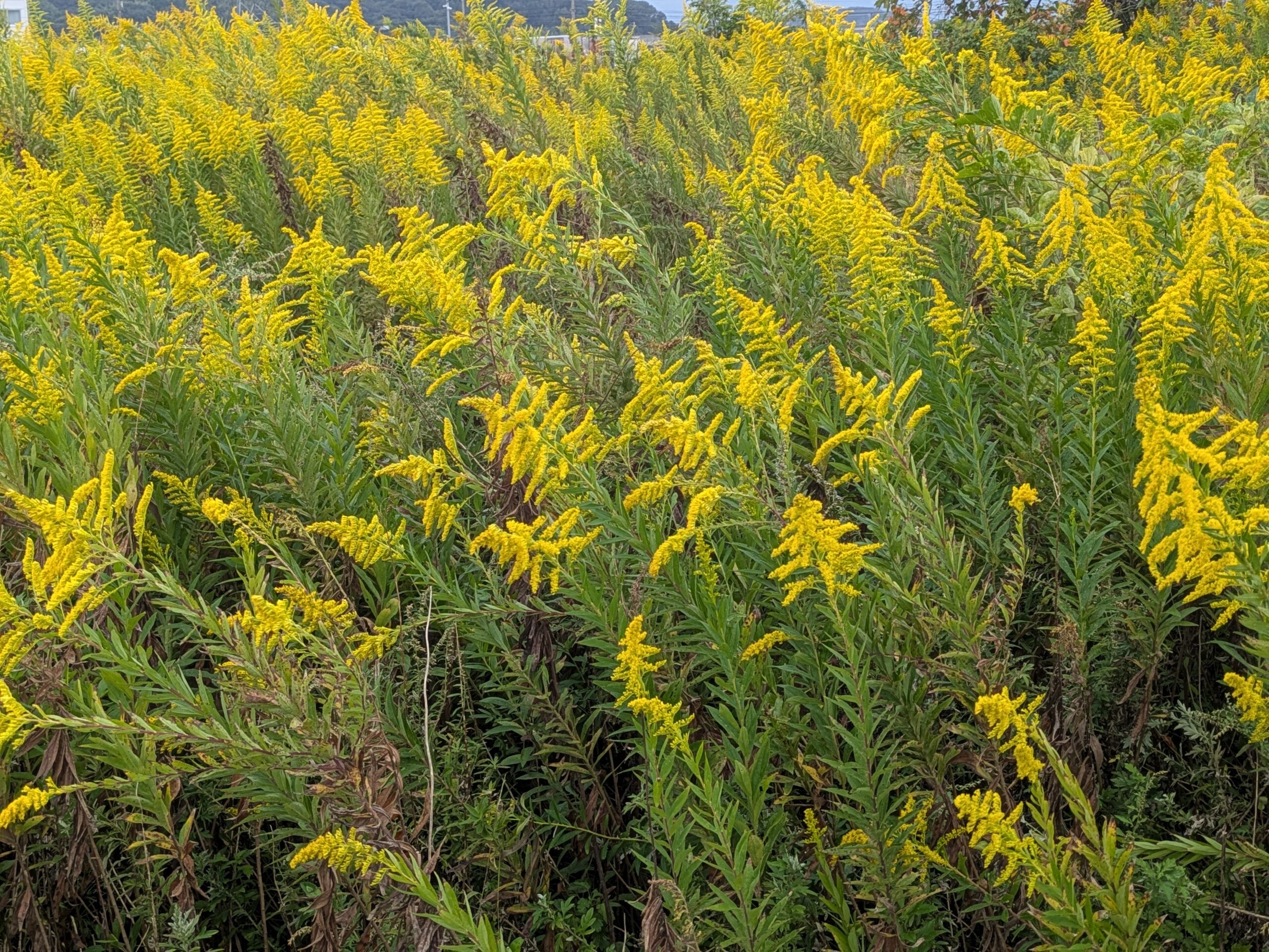 田んぼ周辺の草地に群生して黄色い花を咲かせるセイタカアワダチソウ