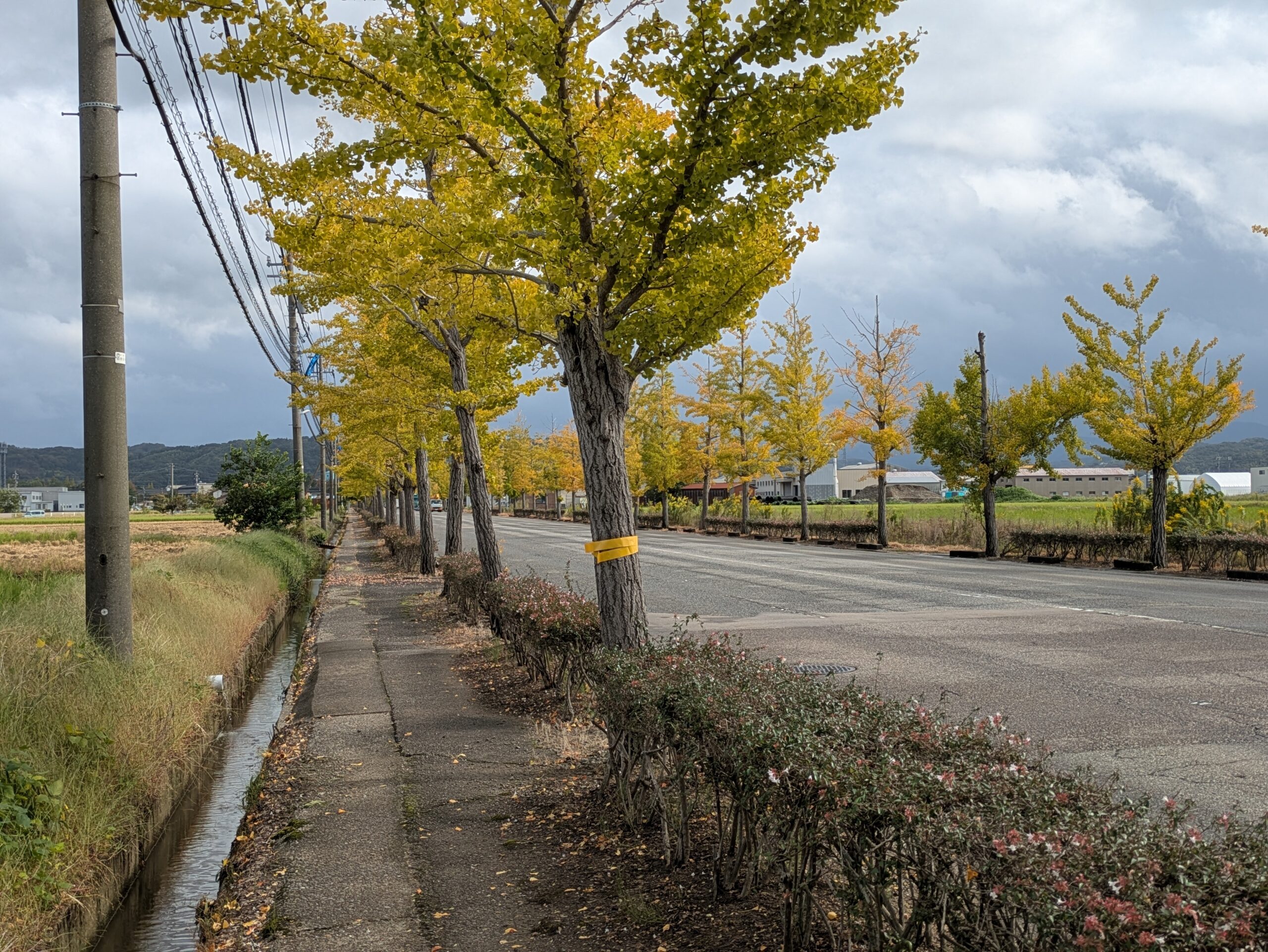 10月の金沢市内で黄色く色づき始めたイチョウ並木と歩道