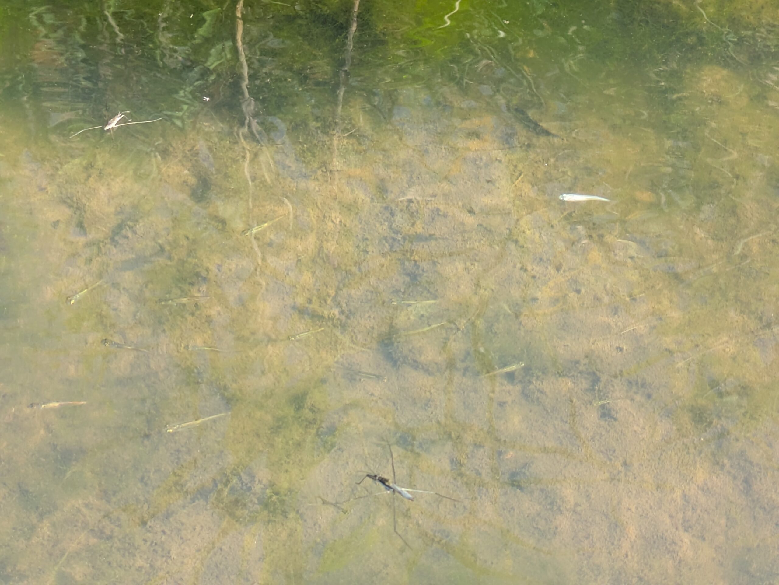 浅野川の水中にいるメダカと白い個体