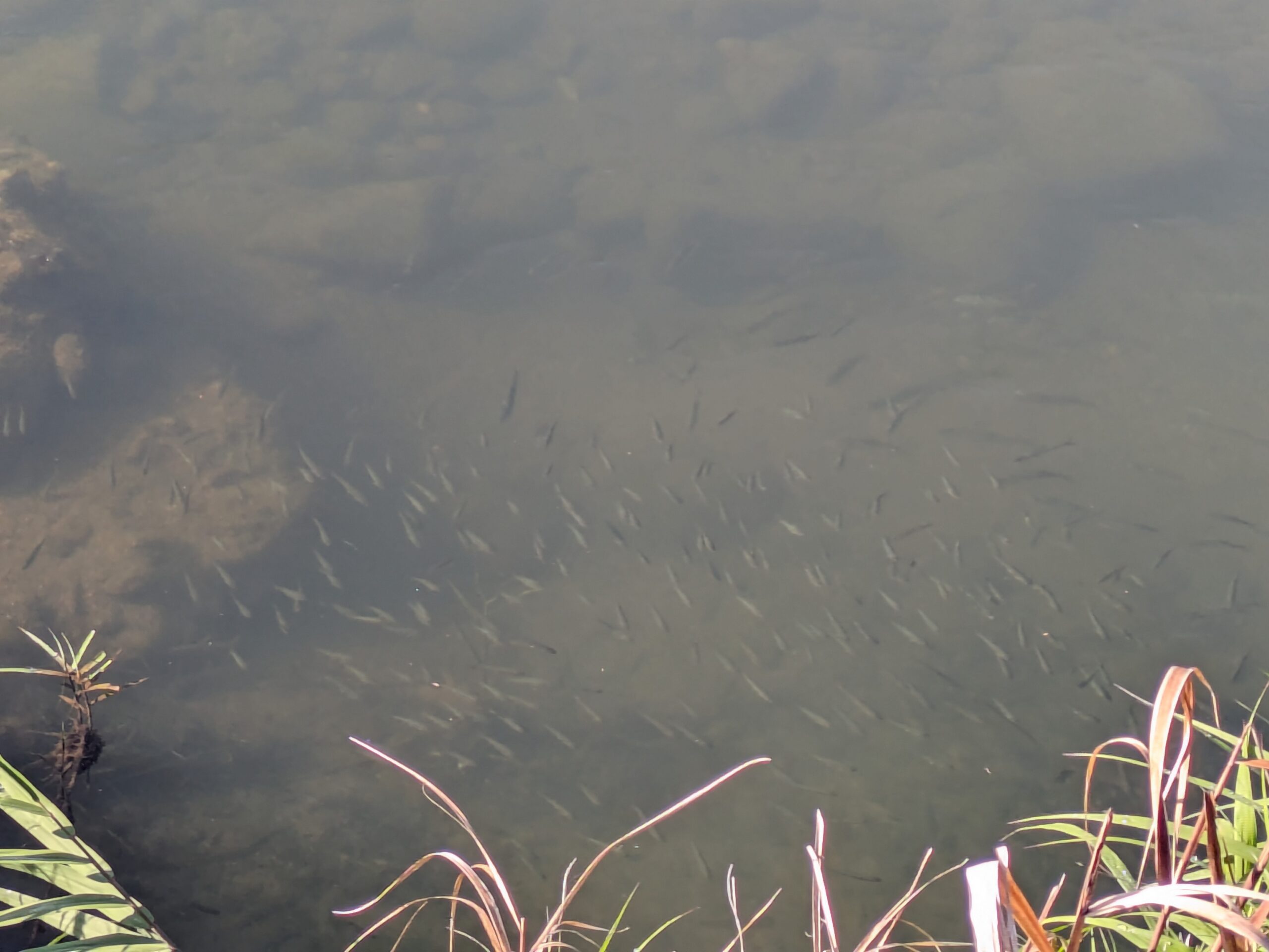 浅野川の水中を群れで泳ぐたくさんの小魚
