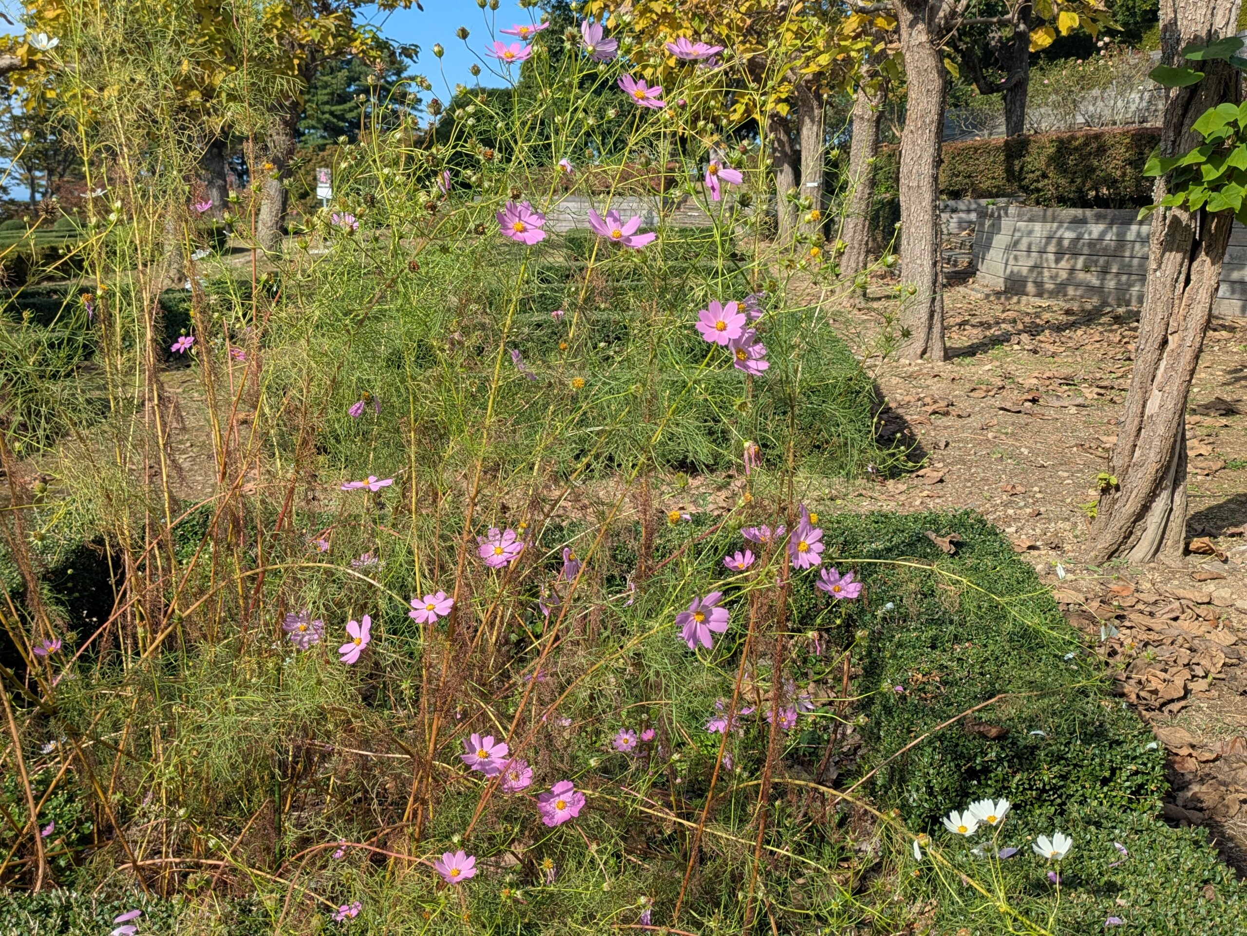 奥卯辰山の花壇に咲いていたピンク色のコスモス