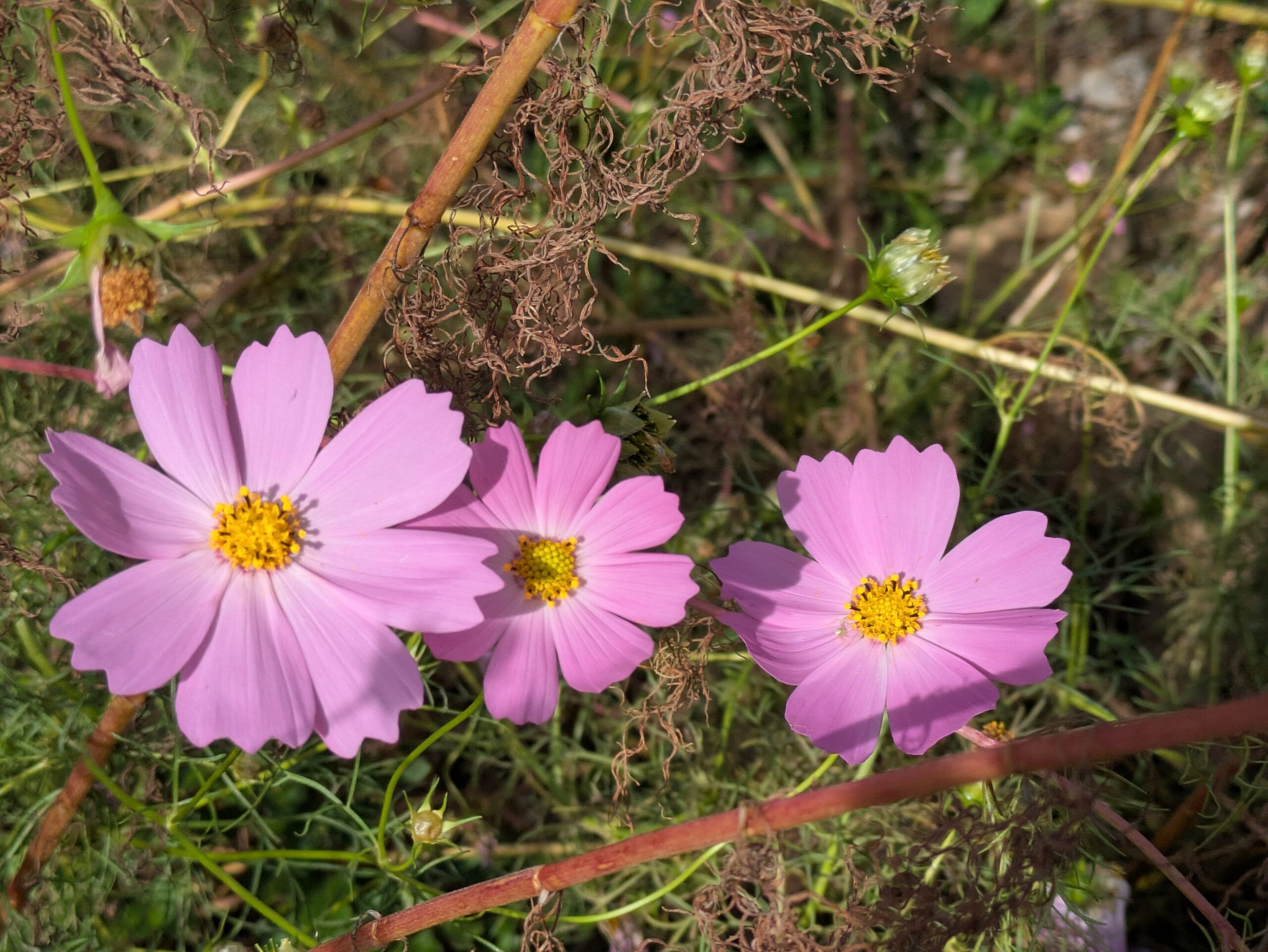 黄色い花芯と淡いピンク色の花びらが美しいコスモスのアップ