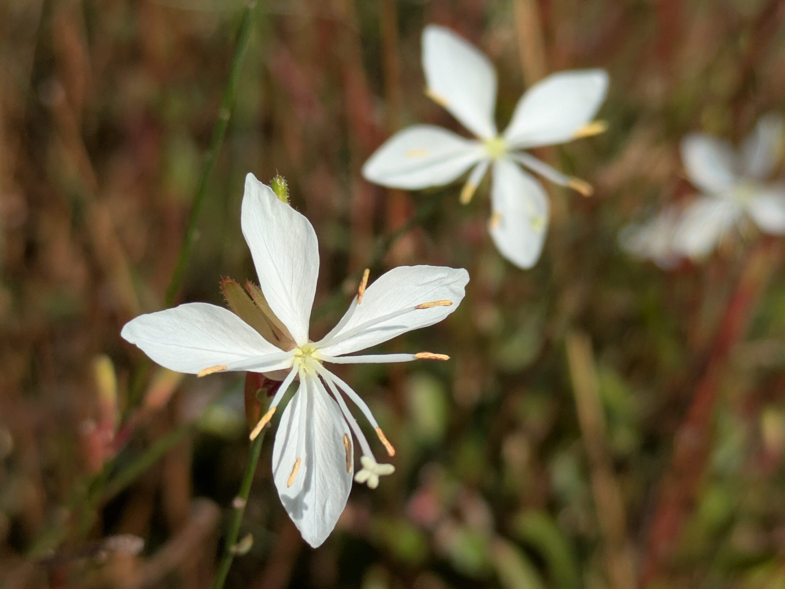 白い蝶が羽を広げたように見えるハクチョウソウの花のアップ