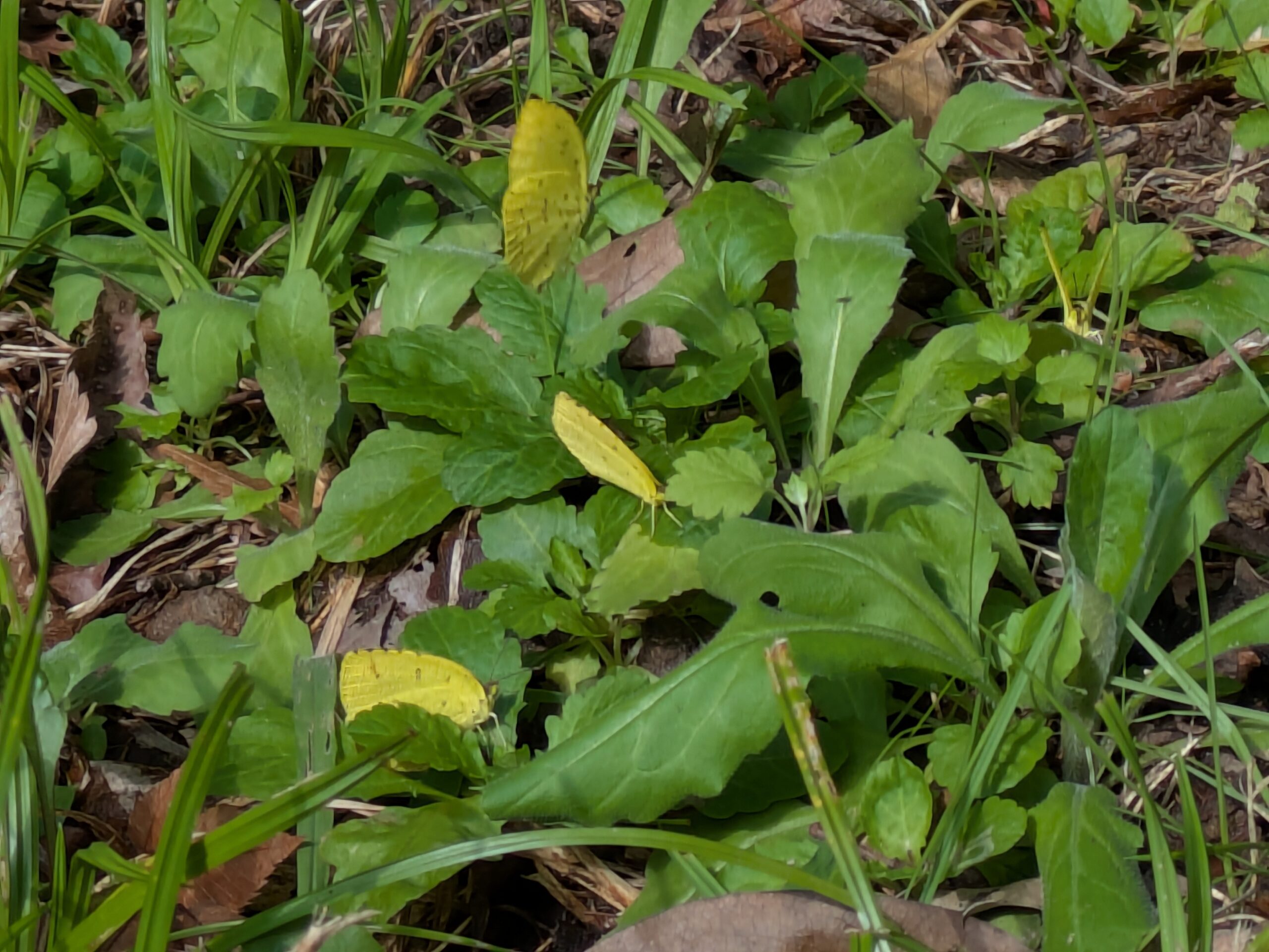 北部公園の草むらにとまる黄色いキタキチョウ