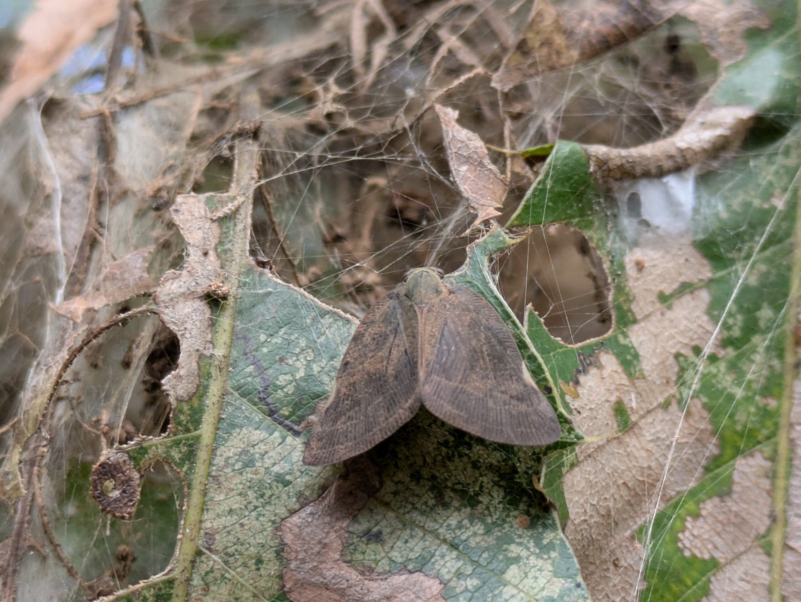 北部公園の葉にとまる茶色いチュウゴクアミガサハゴロモ