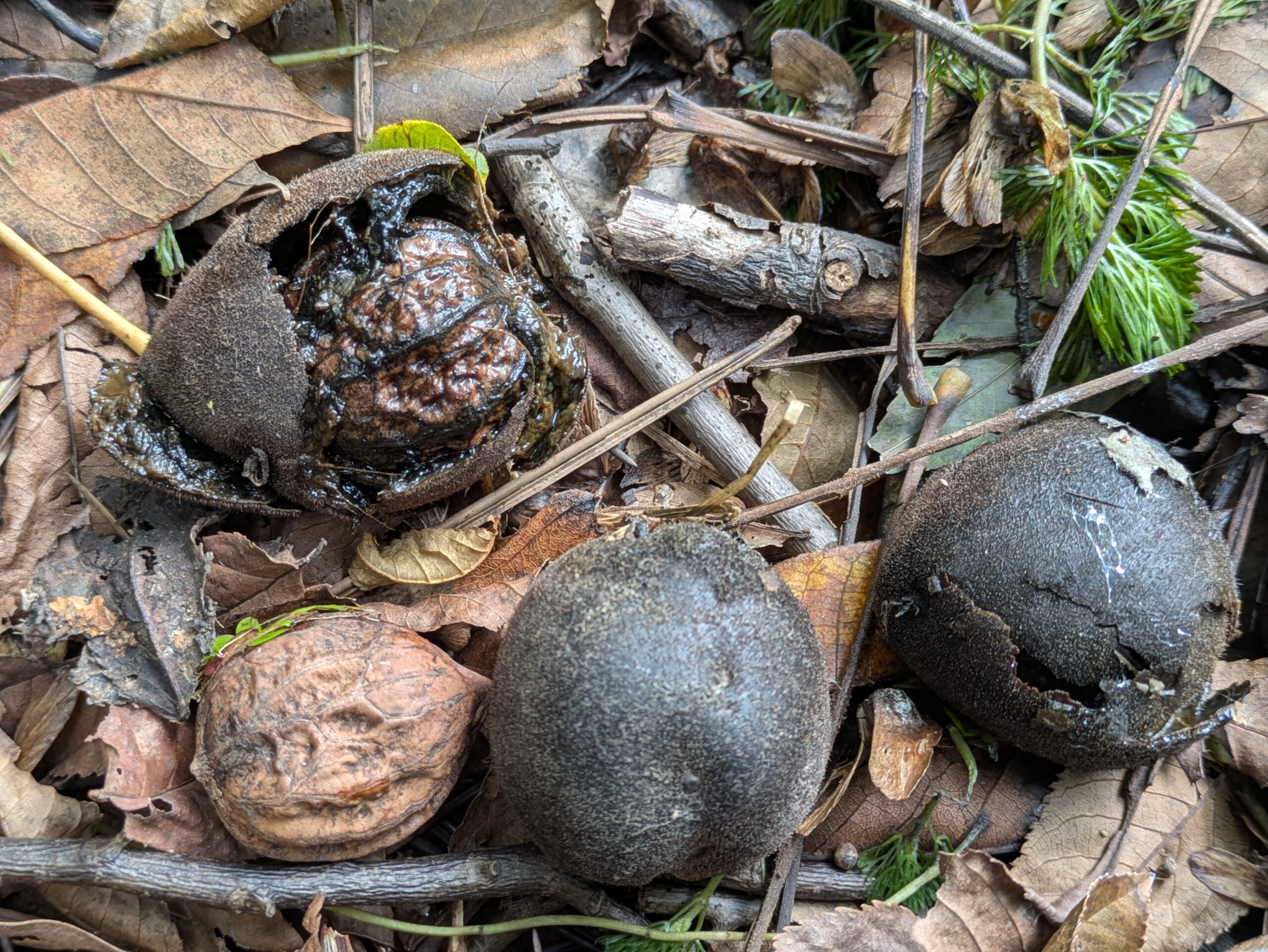 北部公園で落ちたオニグルミの果皮が黒くなり中の硬いクルミが現れた様子