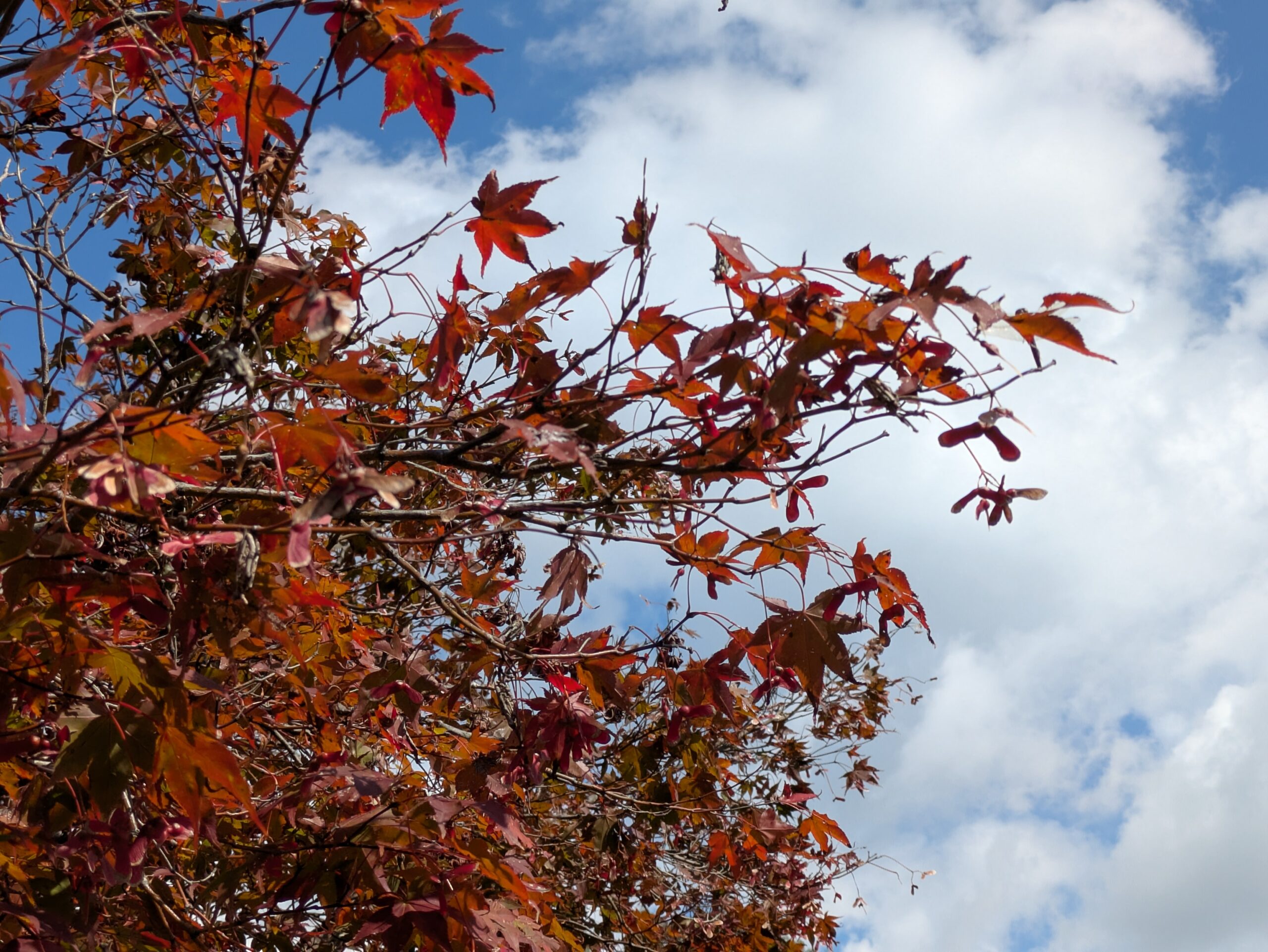北部公園で赤く紅葉したモミジと枝についたプロペラ型の翼果