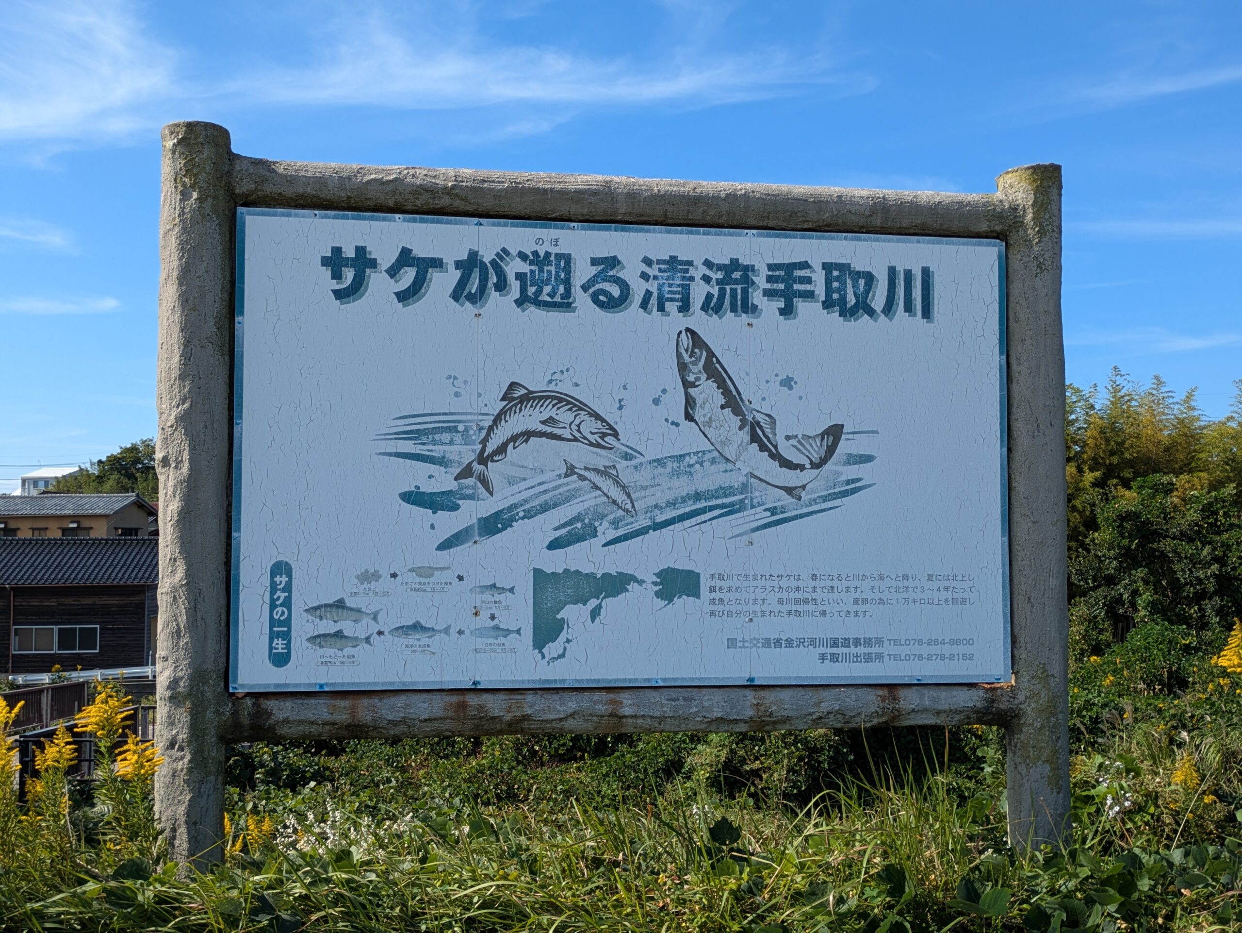 呉竹文庫そばのサケが遡る清流手取川の解説が書かれた看板