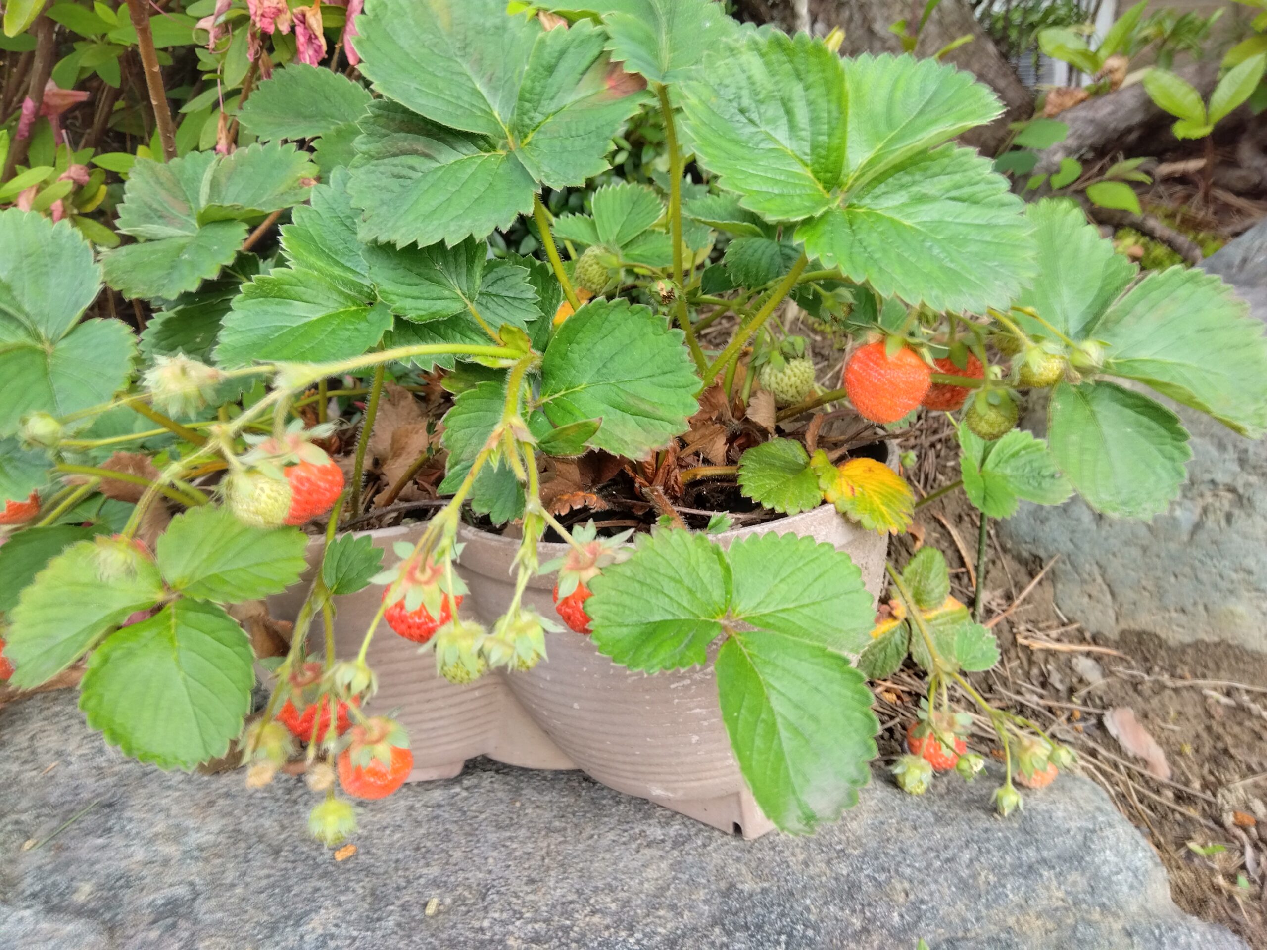 管理が適当な小さな家庭菜園のイチゴ。ミニトマトくらいの実がついている