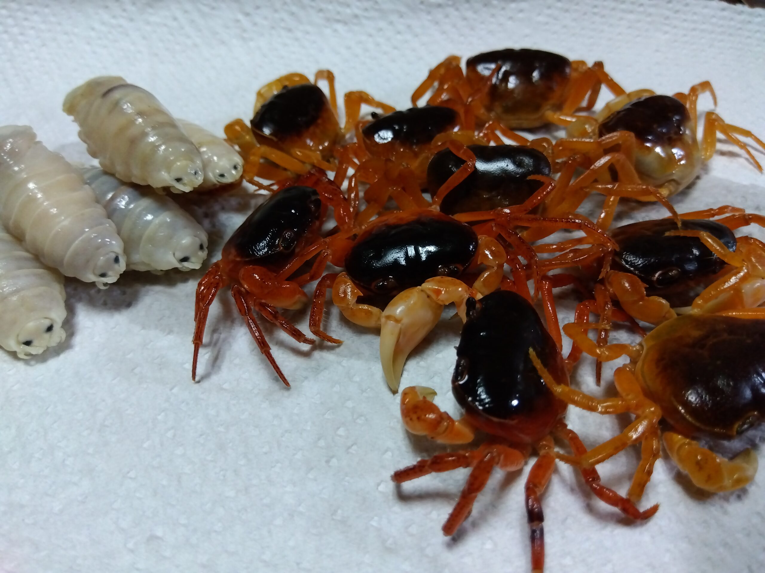素揚げにするサワガニとウオノエを並べた様子