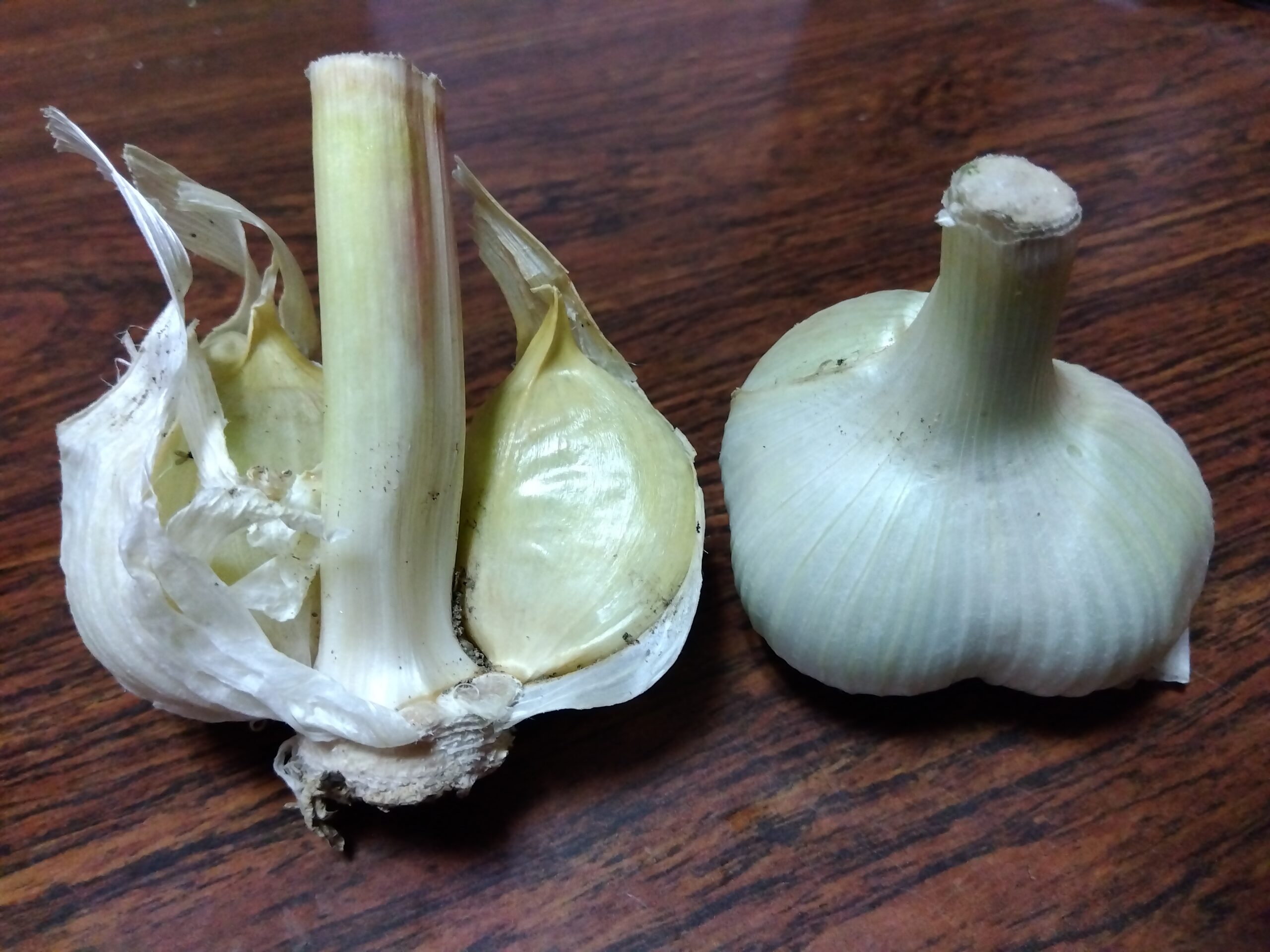 普通のニンニクと比べて大きなニンニク