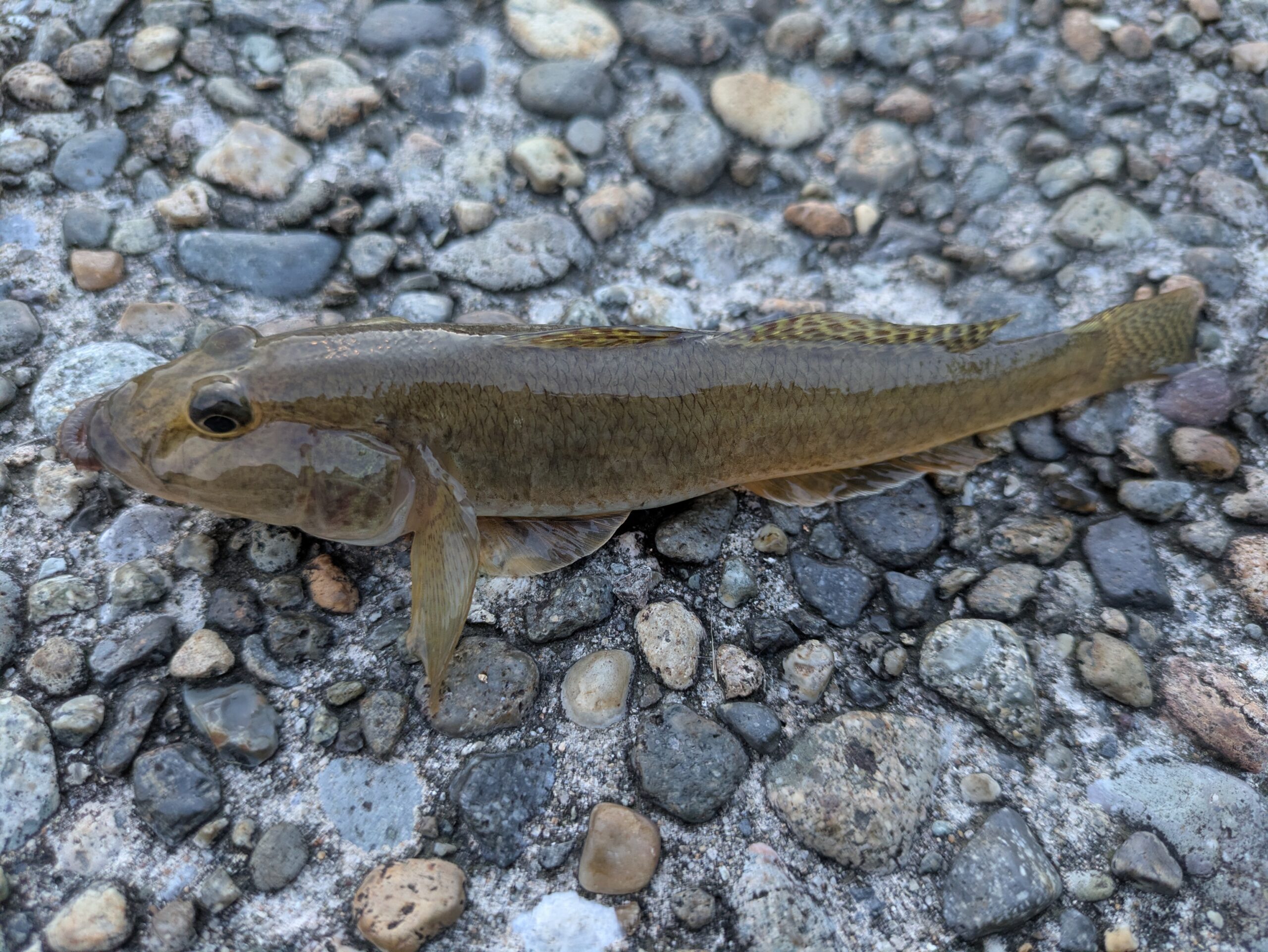 青イソメで釣れた大野のハゼ