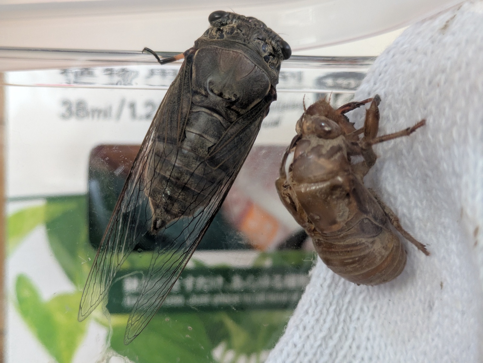 自宅で羽化したスジアカクマゼミと隣に残った幼虫の抜け殻